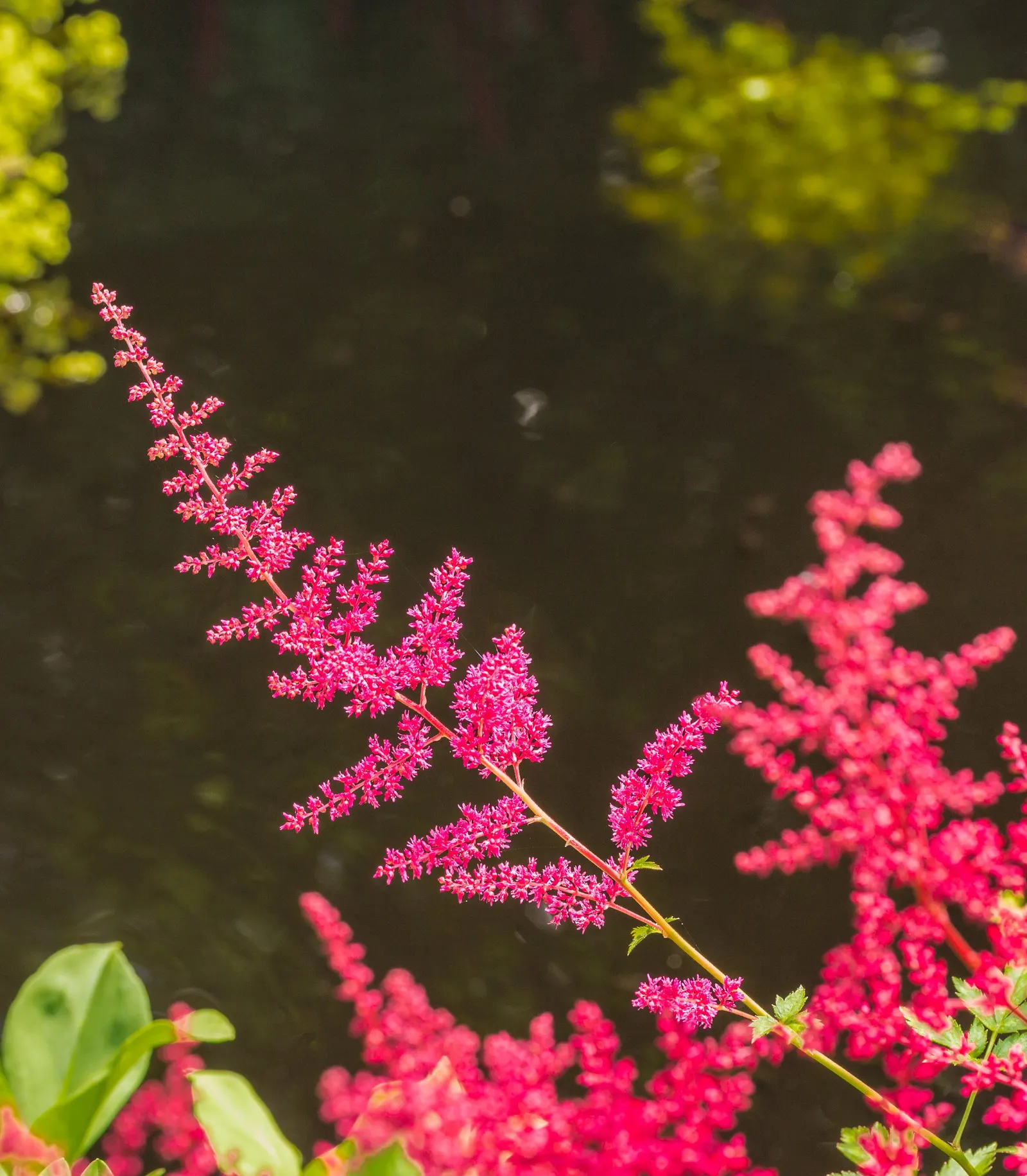 Pink Spirea (Spiraea Japonica) — this low-maintenance shrub offers a splash of color and attracts pollinators while resisting deer; ensuring a, image 88