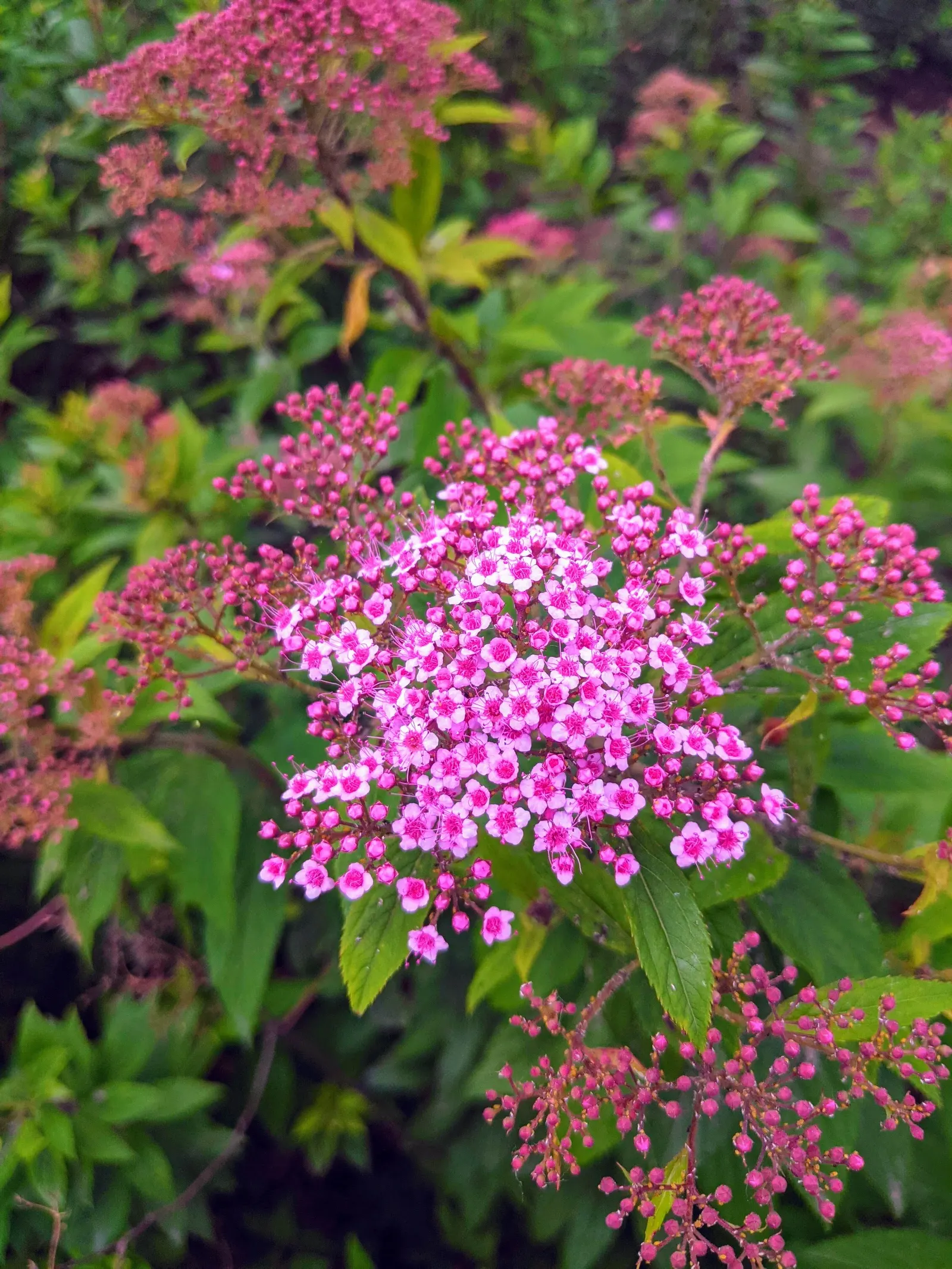 Pink Spirea (Spiraea Japonica) — making it a low-maintenance option for busy gardeners; this low-maintenance shrub offers a splash of color and, image 77