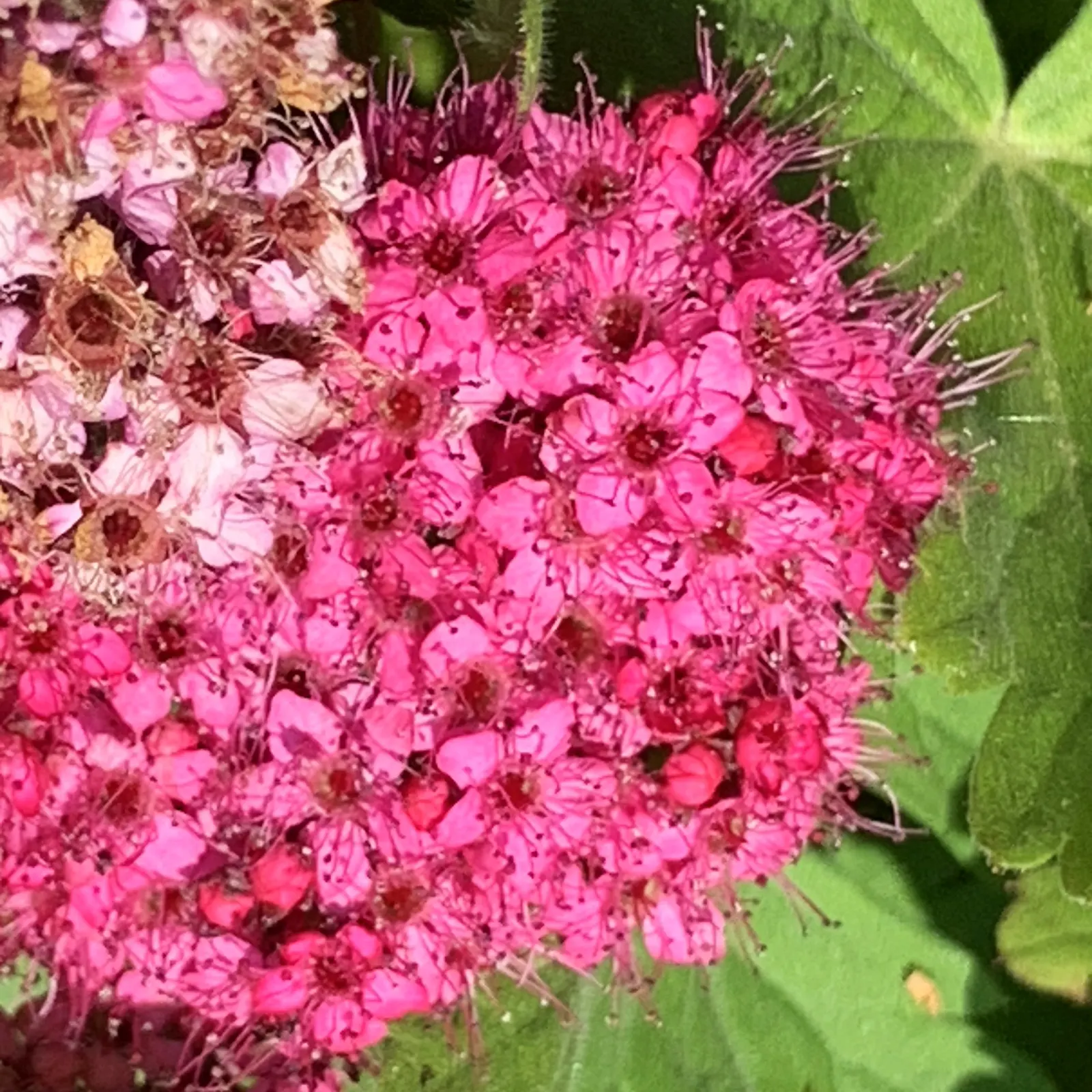 Pink Spirea (Spiraea Japonica) — this plant is well-suited for USDA hardiness zones 4 through 8