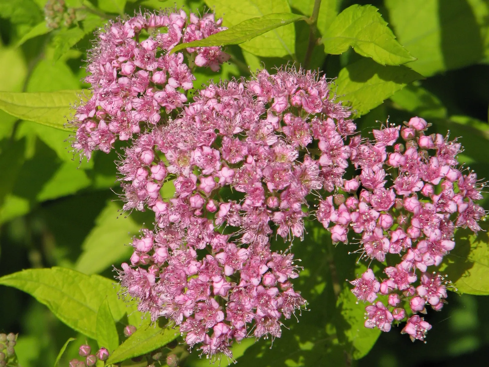 Pink Spirea (Spiraea Japonica) — Originating from Japan and China; transitioning to a bright