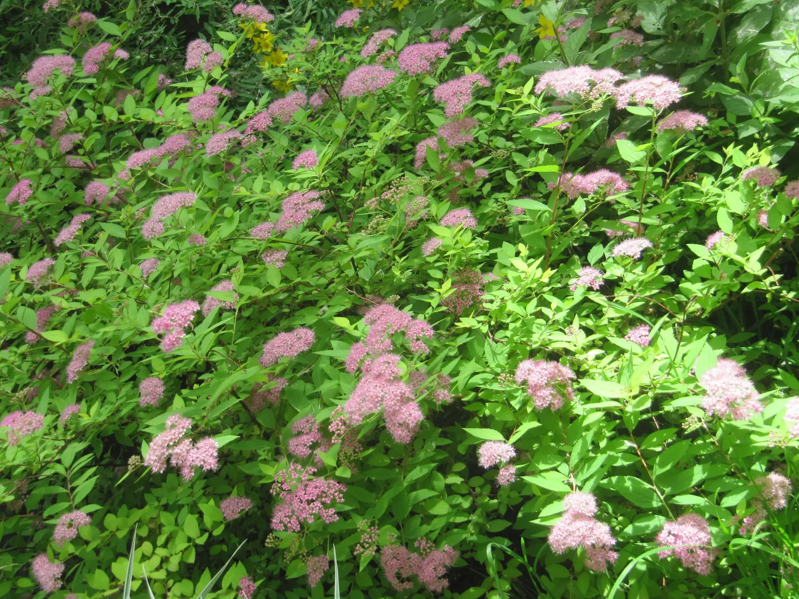 Pink Spirea (Spiraea Japonica) — scientifically known as Spiraea japonica; this low-maintenance shrub offers a splash of color and attracts, image 89