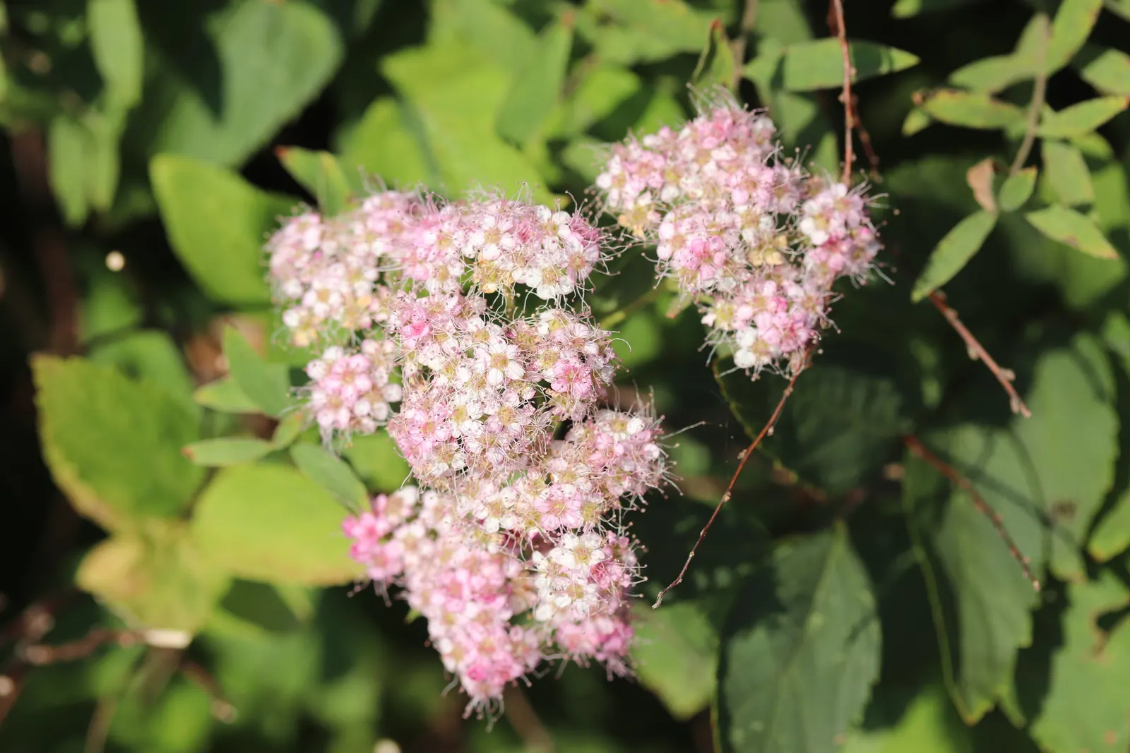 Pink Spirea (Spiraea Japonica) — lively green as the season progresses