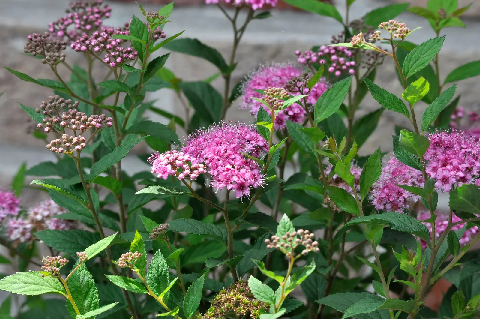 Pink Spirea (Spiraea Japonica) — mounded shape that is ideal for border plantings; ensuring a delightful contribution to the client's outdoor space, image 64