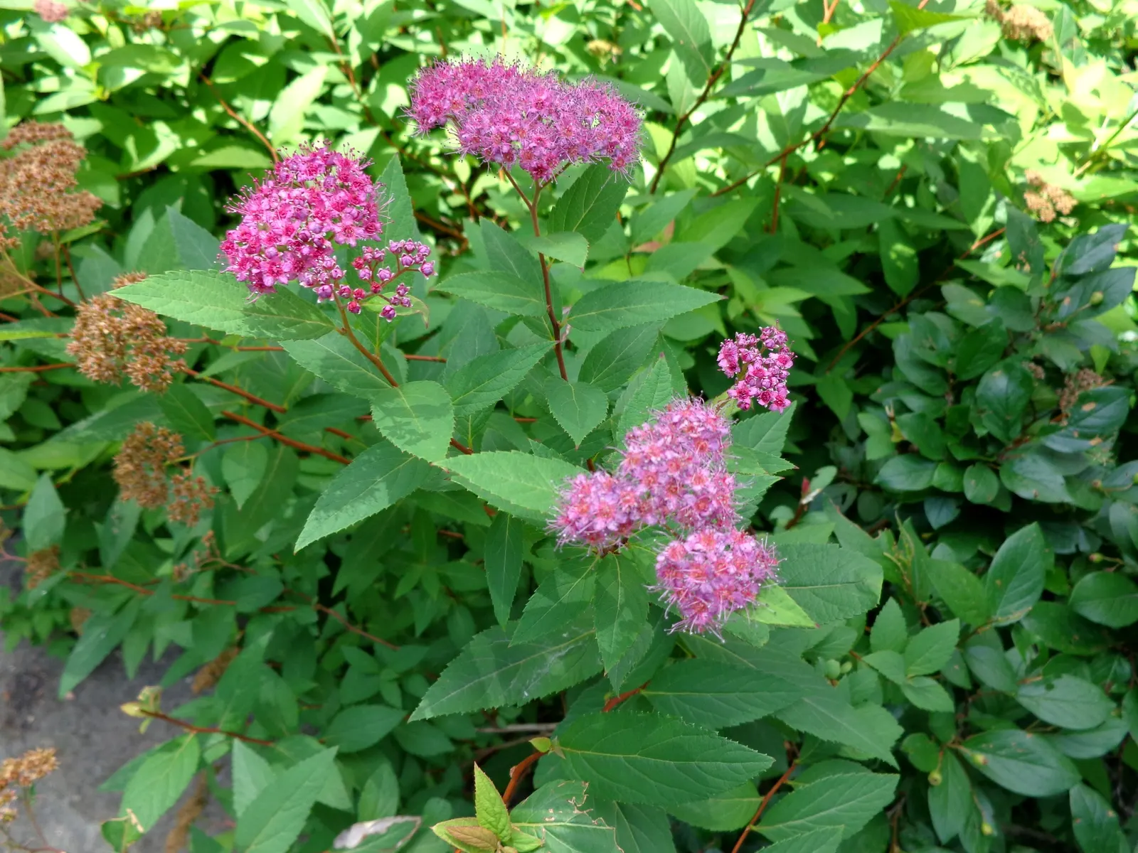 Pink Spirea (Spiraea Japonica) — transitioning to a bright