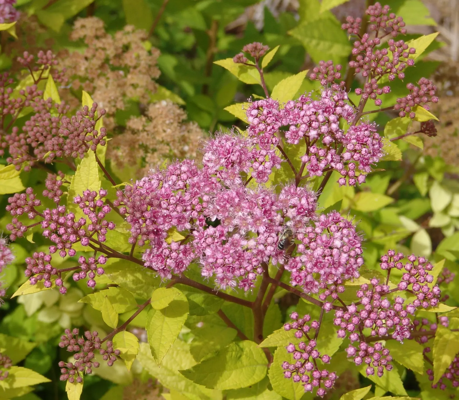 Pink Spirea (Spiraea Japonica) — consider its continuous seasonal interest and ease of care; ensuring a delightful contribution to the client's outdoor space