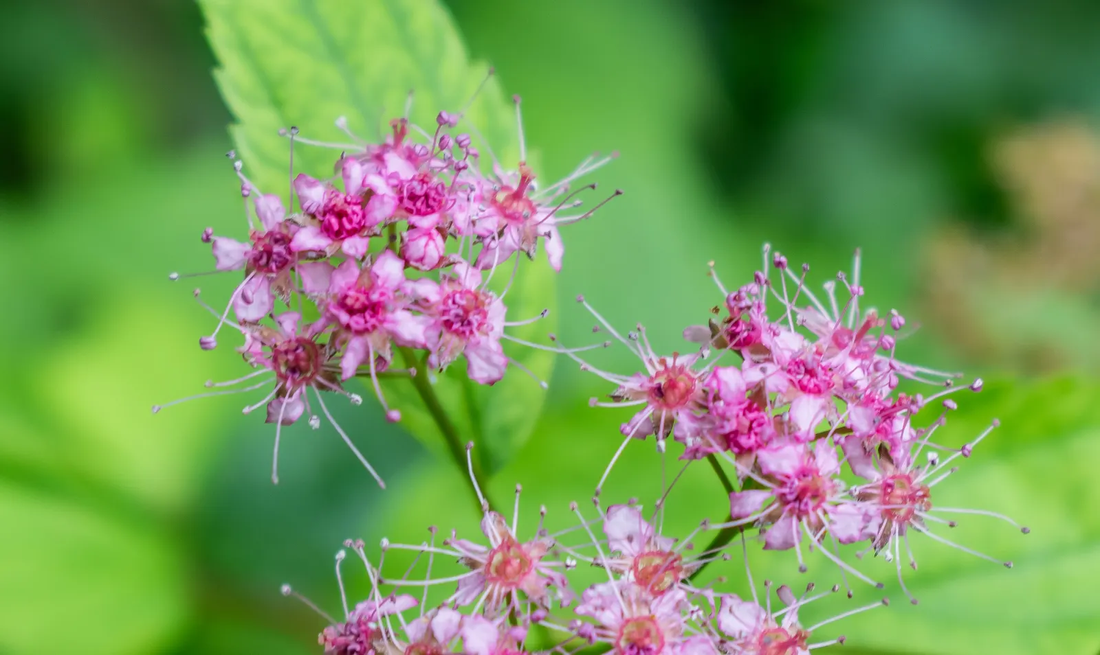 Pink Spirea (Spiraea Japonica) — Originating from Japan and China; transitioning to a bright, image 62