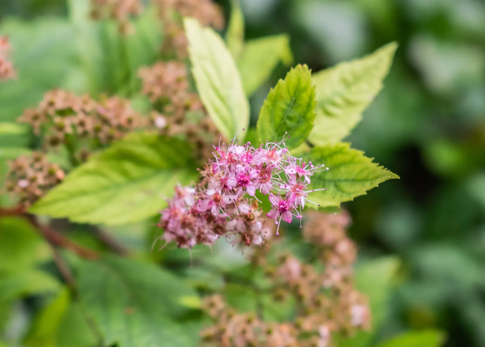 Pink Spirea (Spiraea Japonica) — pink flowers in the garden; transitioning to a bright, image 82
