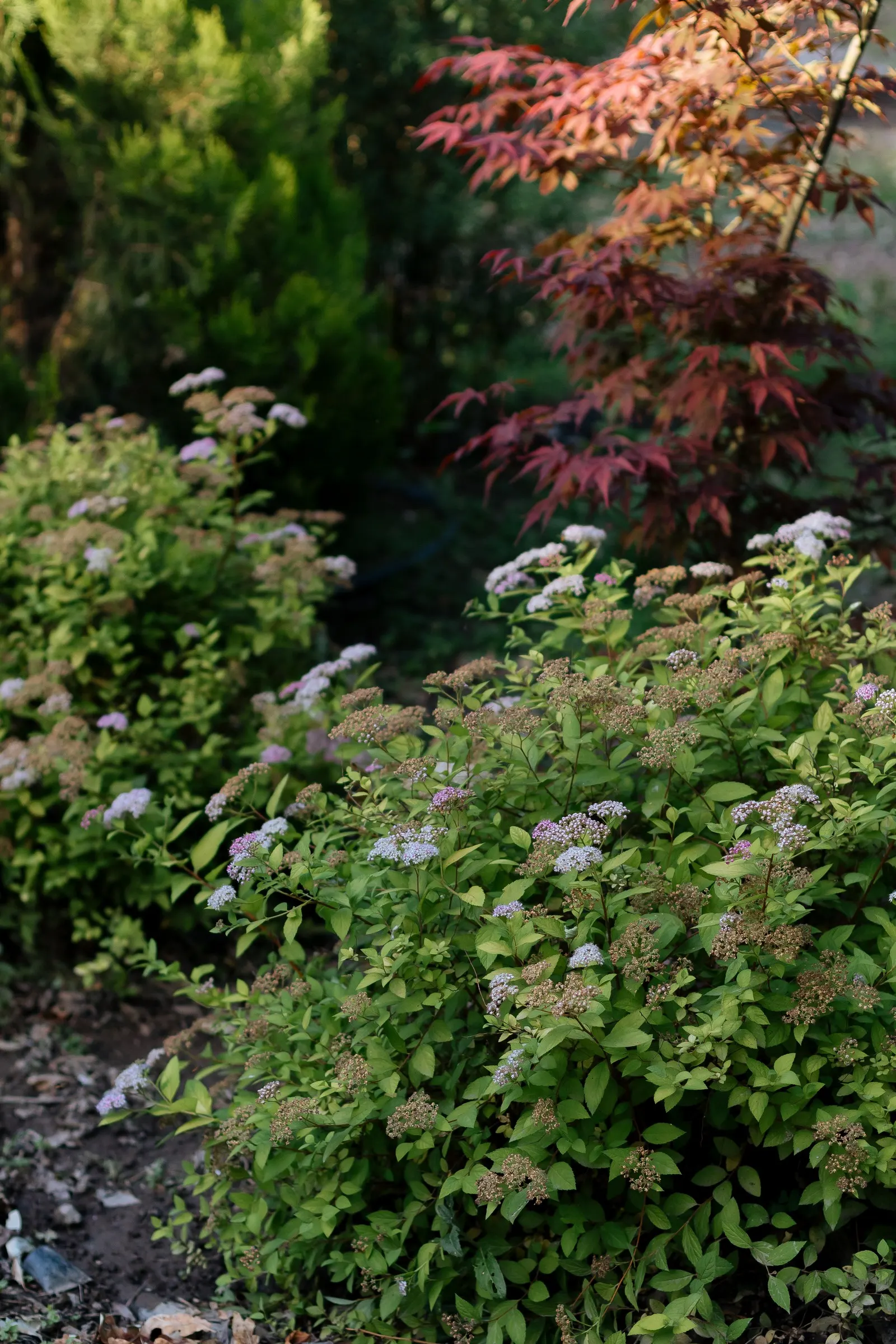 Pink Spirea (Spiraea Japonica) — When integrating Spiraea japonica into a garden design