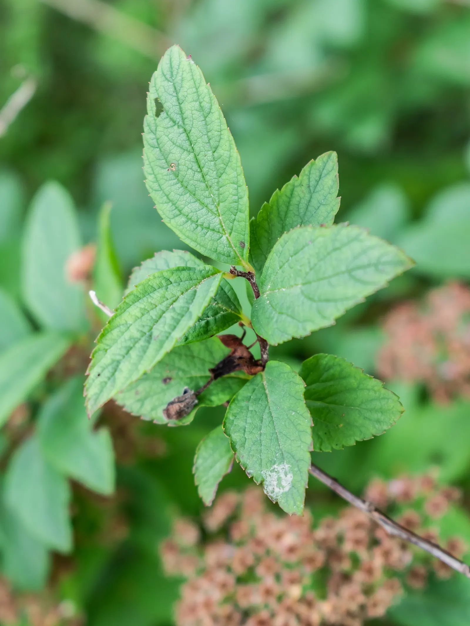 Pink Spirea (Spiraea Japonica) — this plant is well-suited for USDA hardiness zones 4 through 8; though it can tolerate partial shade