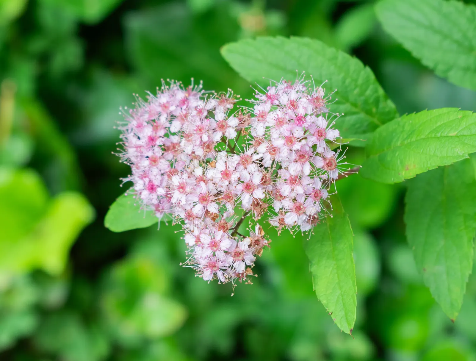 Pink Spirea (Spiraea Japonica) — Its foliage emerges with a bronzy hue in spring; transitioning to a bright