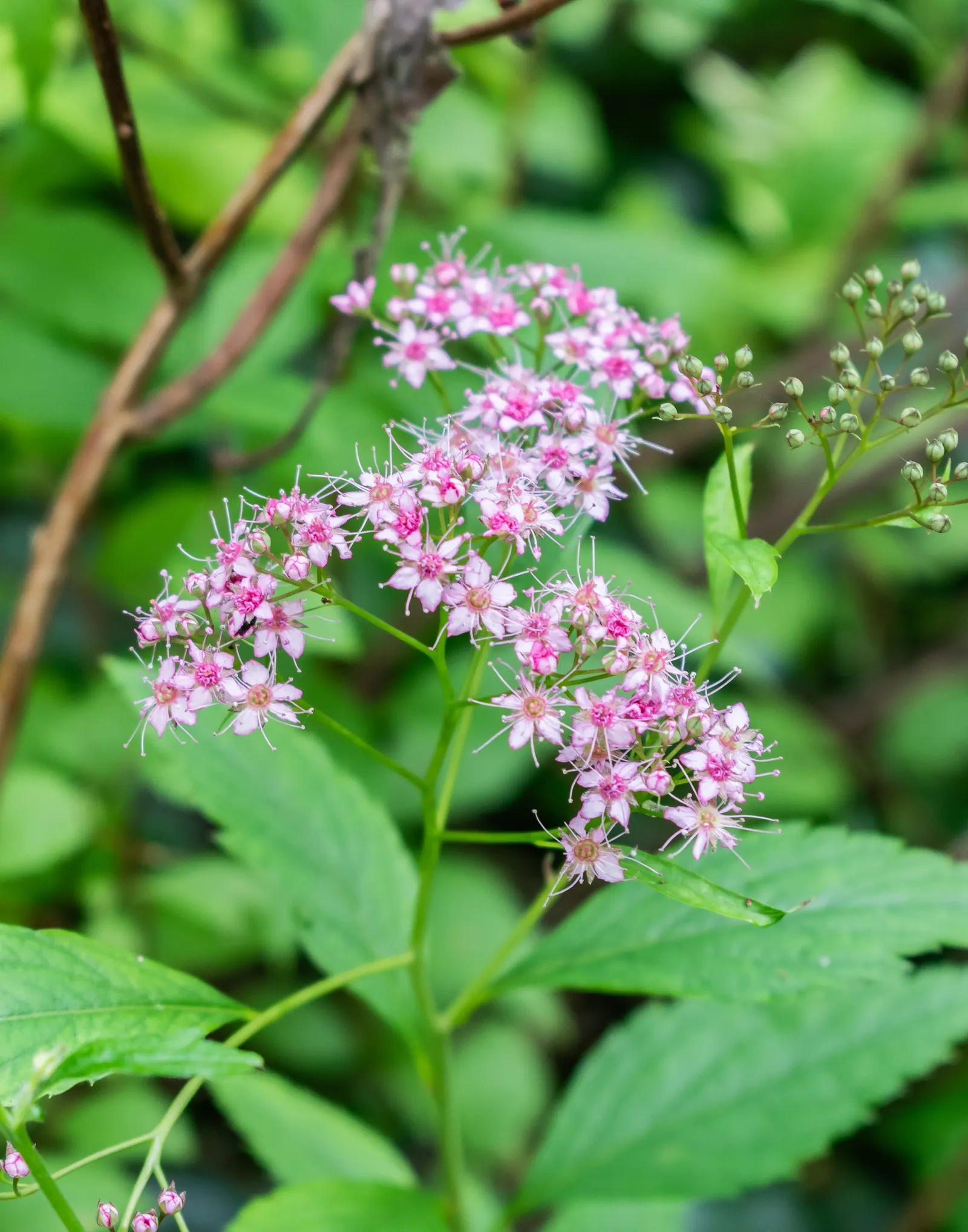 Pink Spirea (Spiraea Japonica) — each measuring up to a third of an inch across; transitioning to a bright, image 70