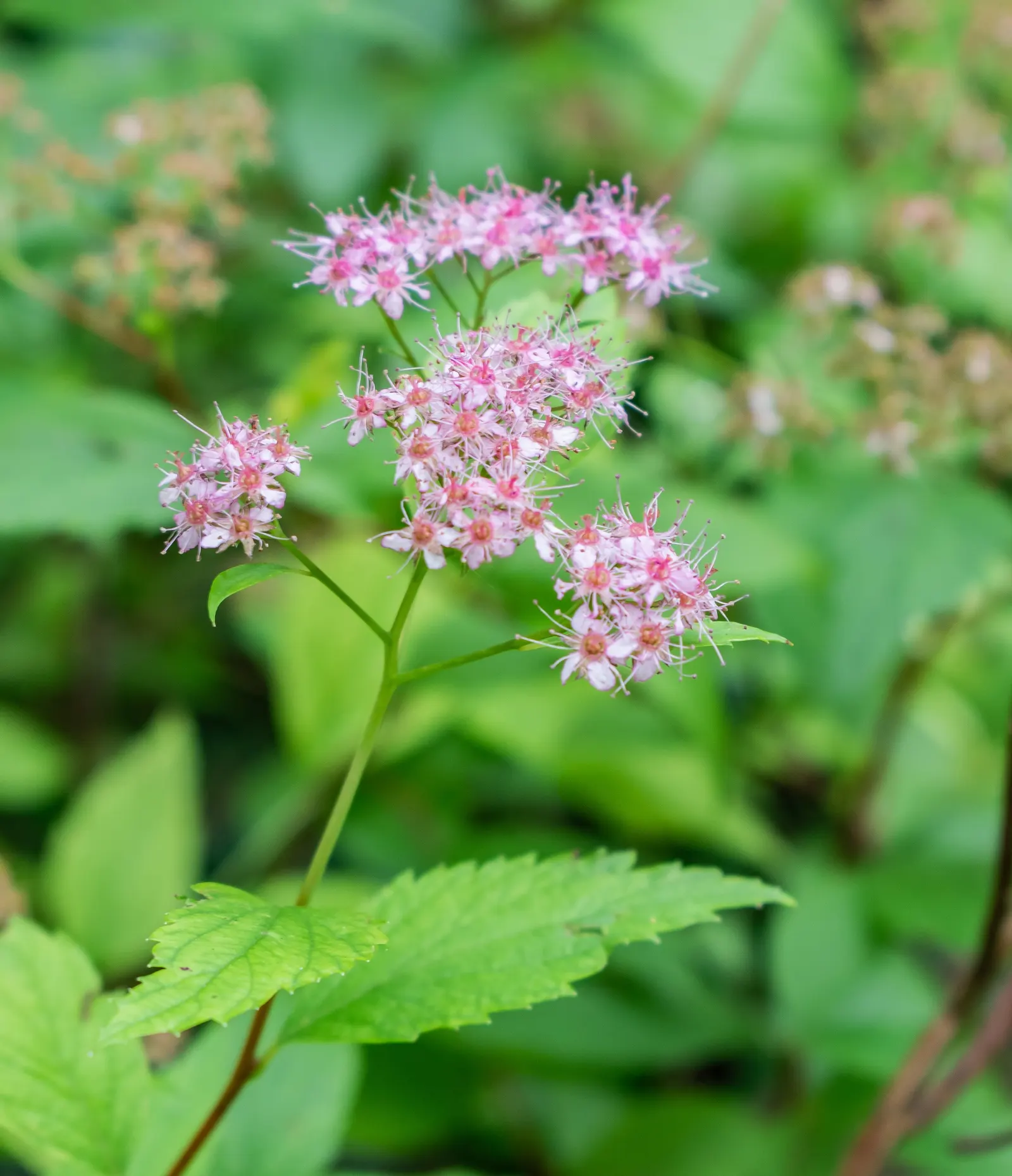 Pink Spirea (Spiraea Japonica) — it thrives in full sun to partial shade and requires well-drained soil; transitioning to a bright, image 86