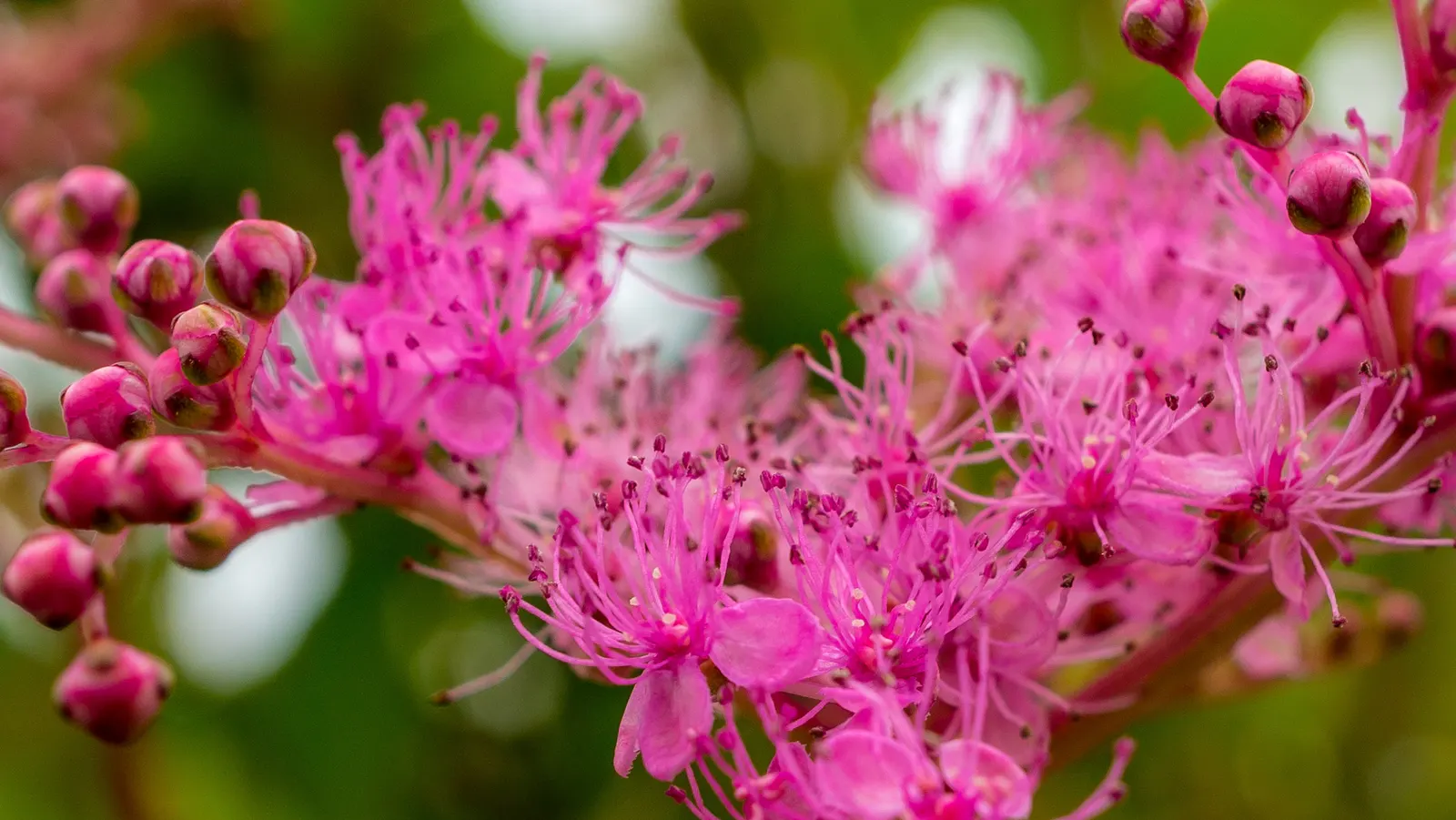 Pink Spirea (Spiraea Japonica) — Its foliage emerges with a bronzy hue in spring