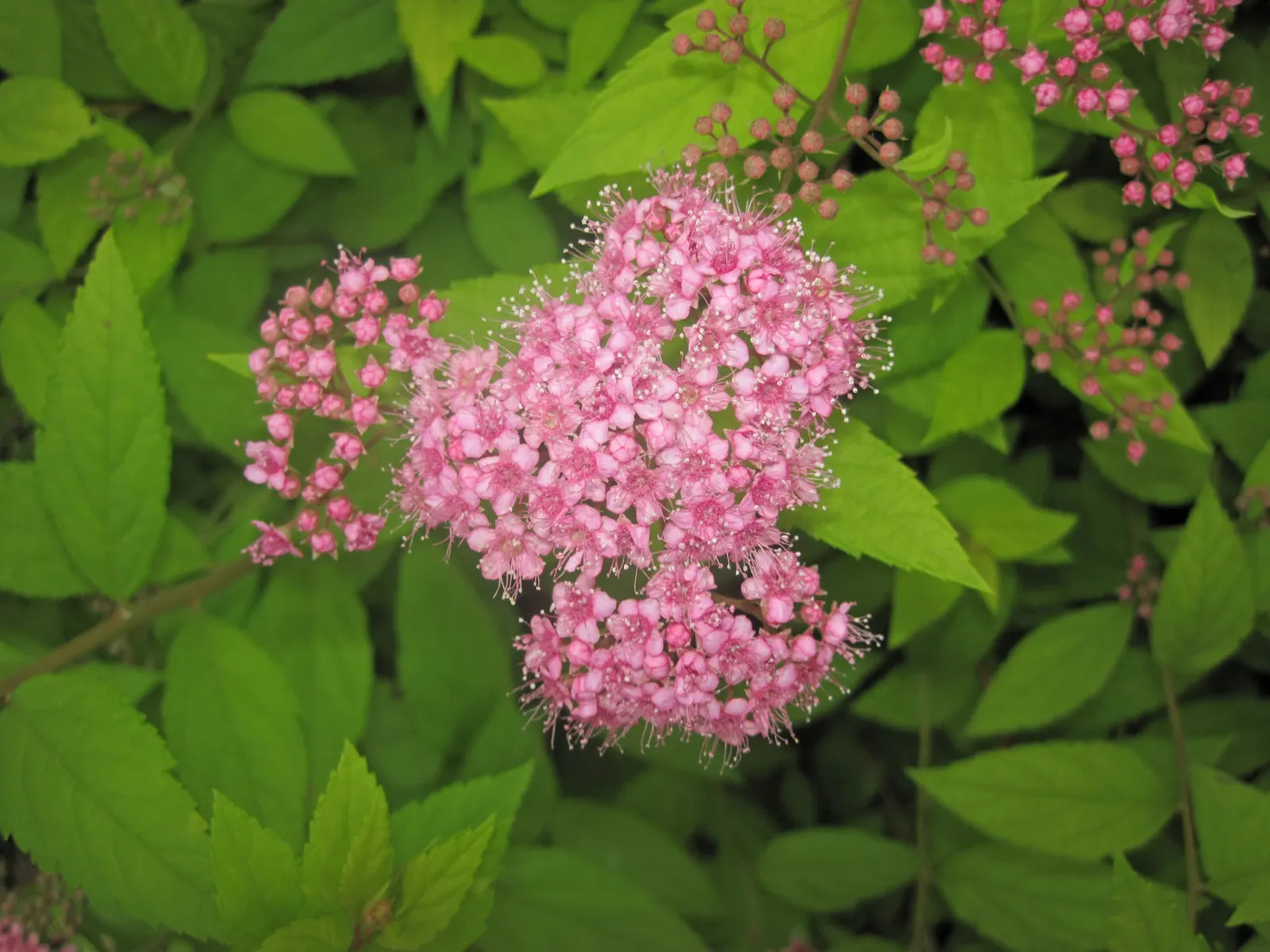 Pink Spirea (Spiraea Japonica) — situate Pink Spirea in full sunlight