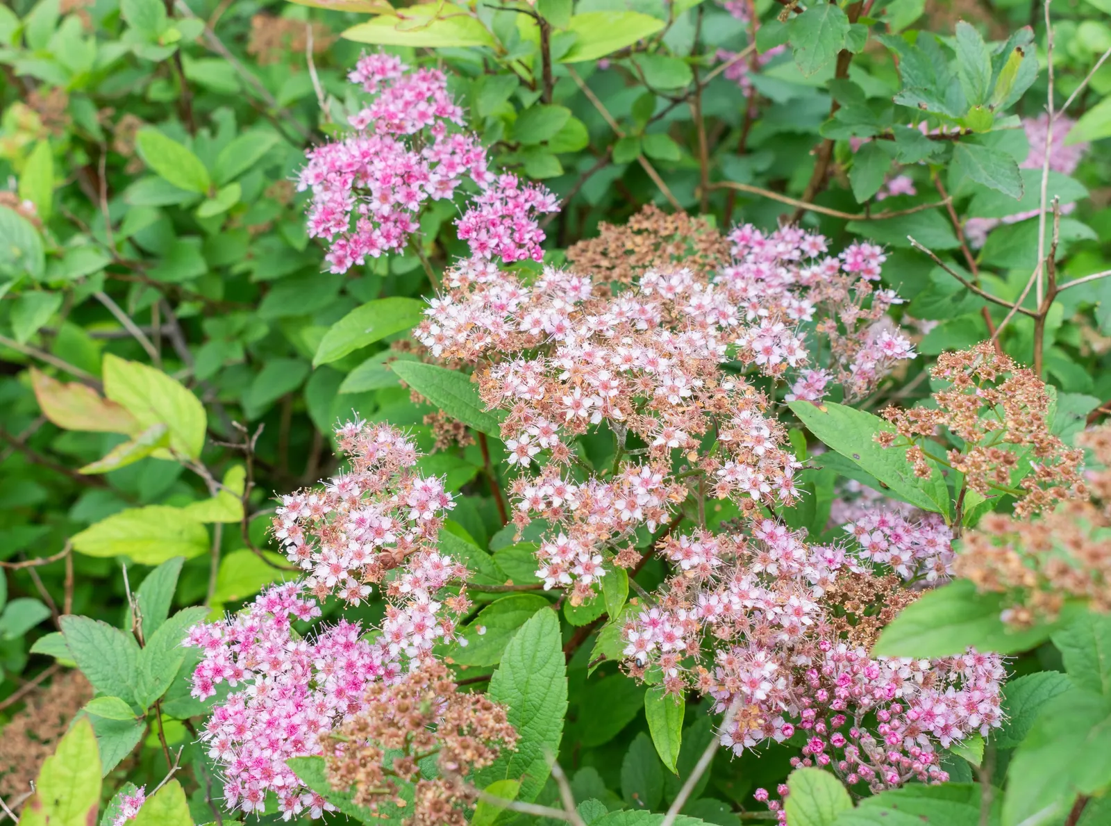 Pink Spirea (Spiraea Japonica) — making it a low-maintenance option for busy gardeners; this low-maintenance shrub offers a splash of color and attracts