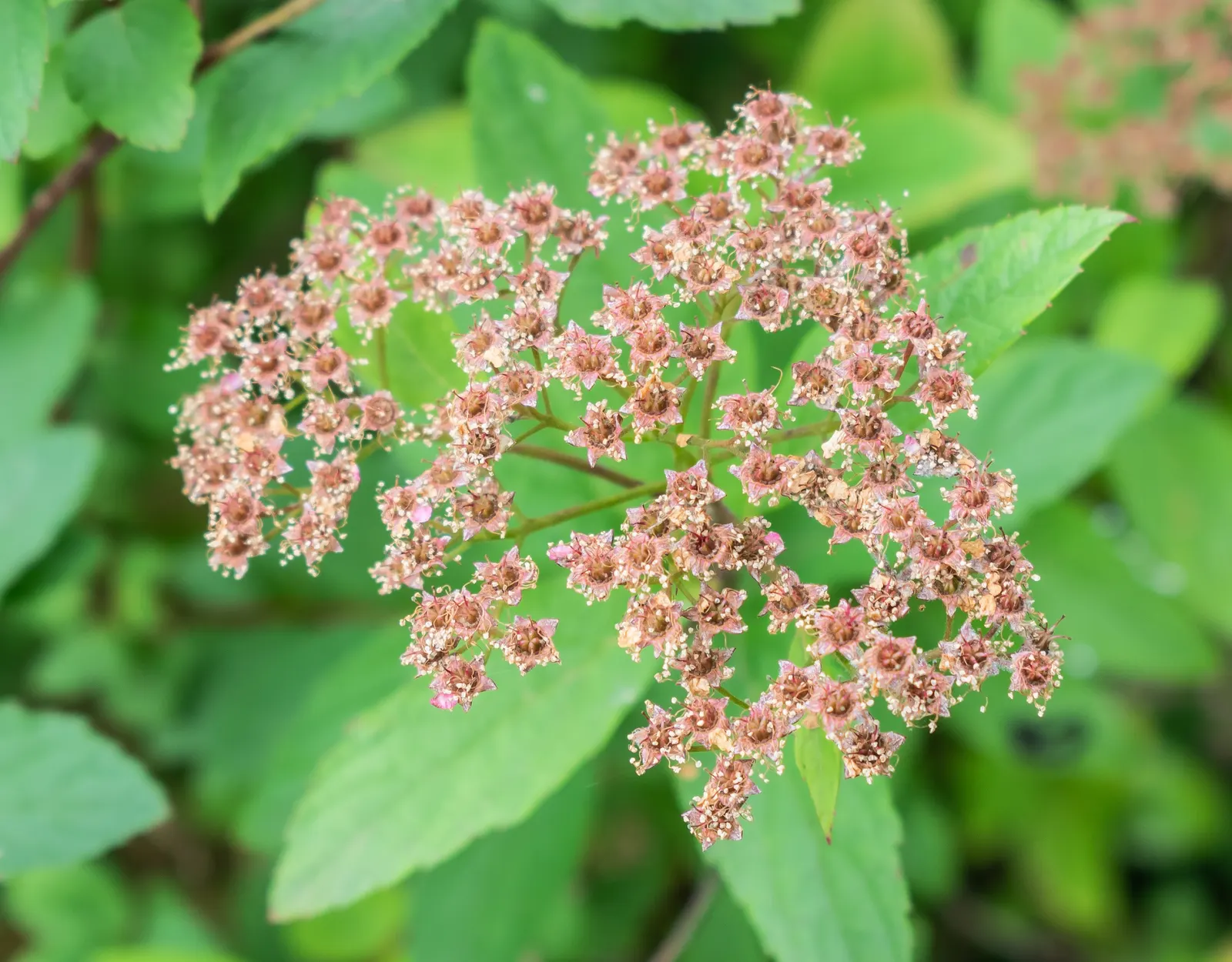 Pink Spirea (Spiraea Japonica) — These blossoms attract pollinators such as butterflies; though it can tolerate partial shade