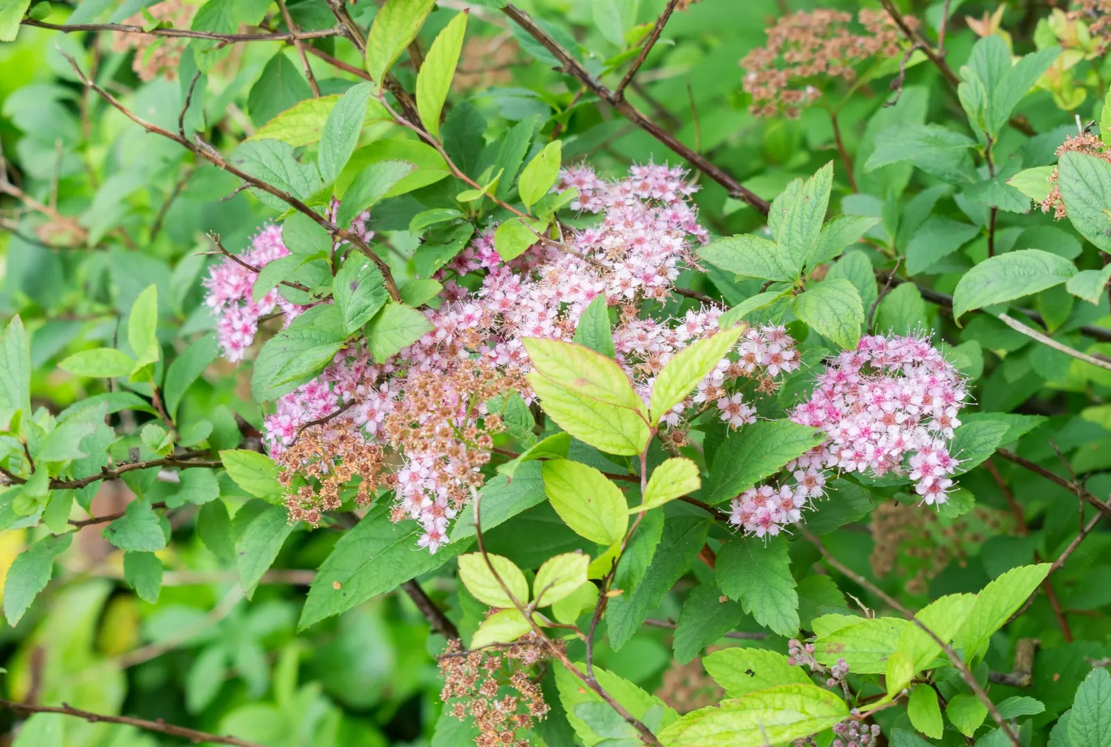 Pink Spirea (Spiraea Japonica) — it thrives in full sun to partial shade and requires well-drained soil