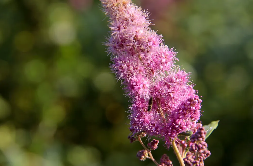 Pink Spirea (Spiraea Japonica) — ensuring a delightful contribution to the client's outdoor space; this low-maintenance shrub offers a splash of, image 81