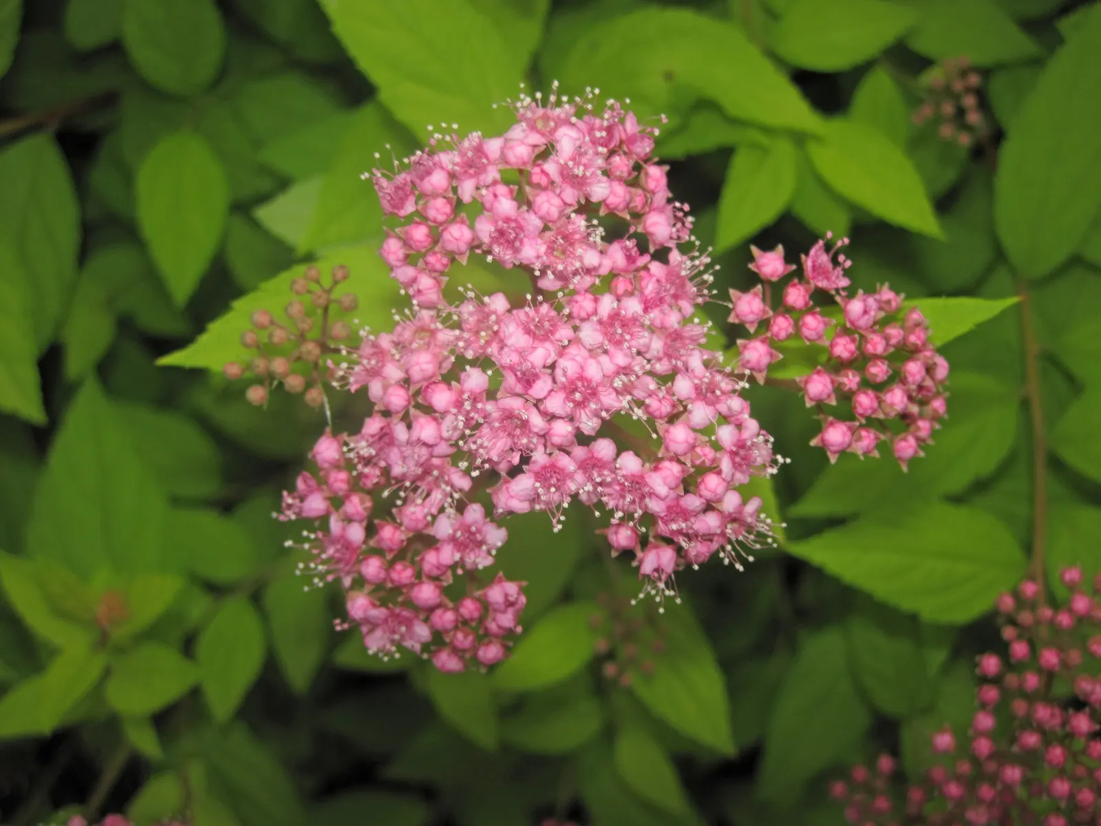 Pink Spirea (Spiraea Japonica) — it exhibits notable drought tolerance; ensuring a delightful contribution to the client's outdoor space