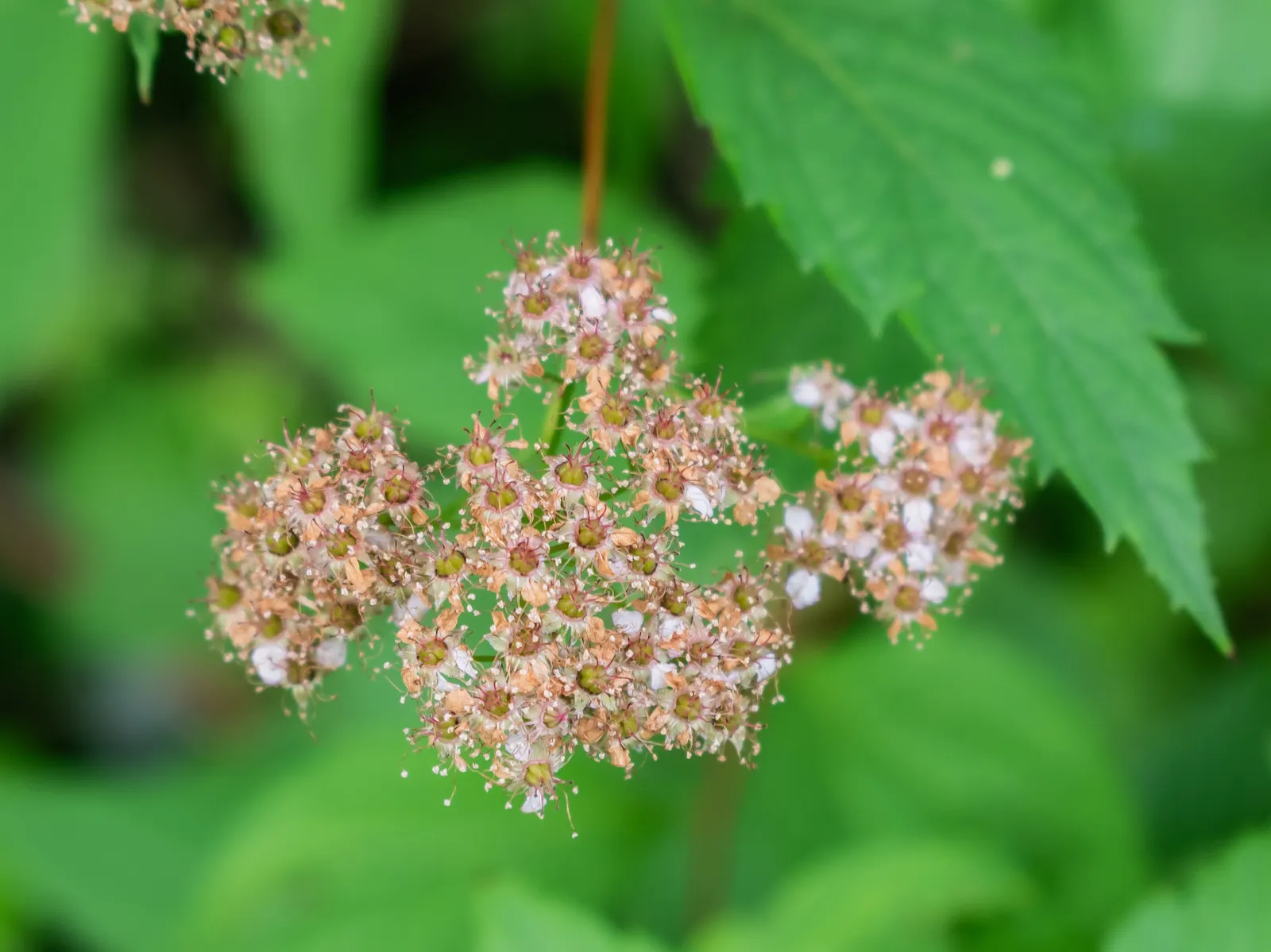 Pink Spirea (Spiraea Japonica) — or as a standout specimen in garden beds; this low-maintenance shrub offers a splash of color and attracts, image 65