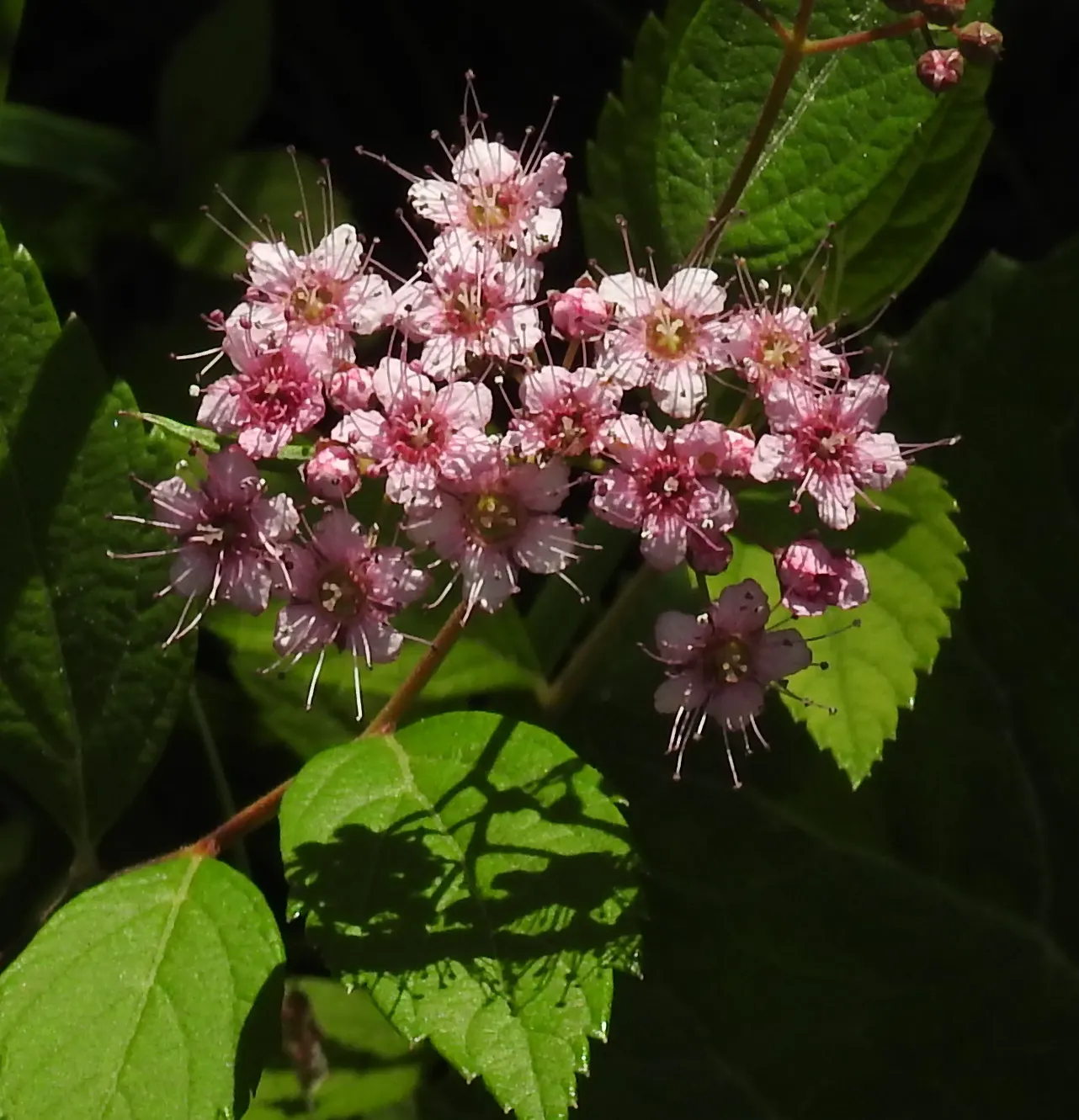 Pink Spirea (Spiraea Japonica) — mounded shape that is ideal for border plantings