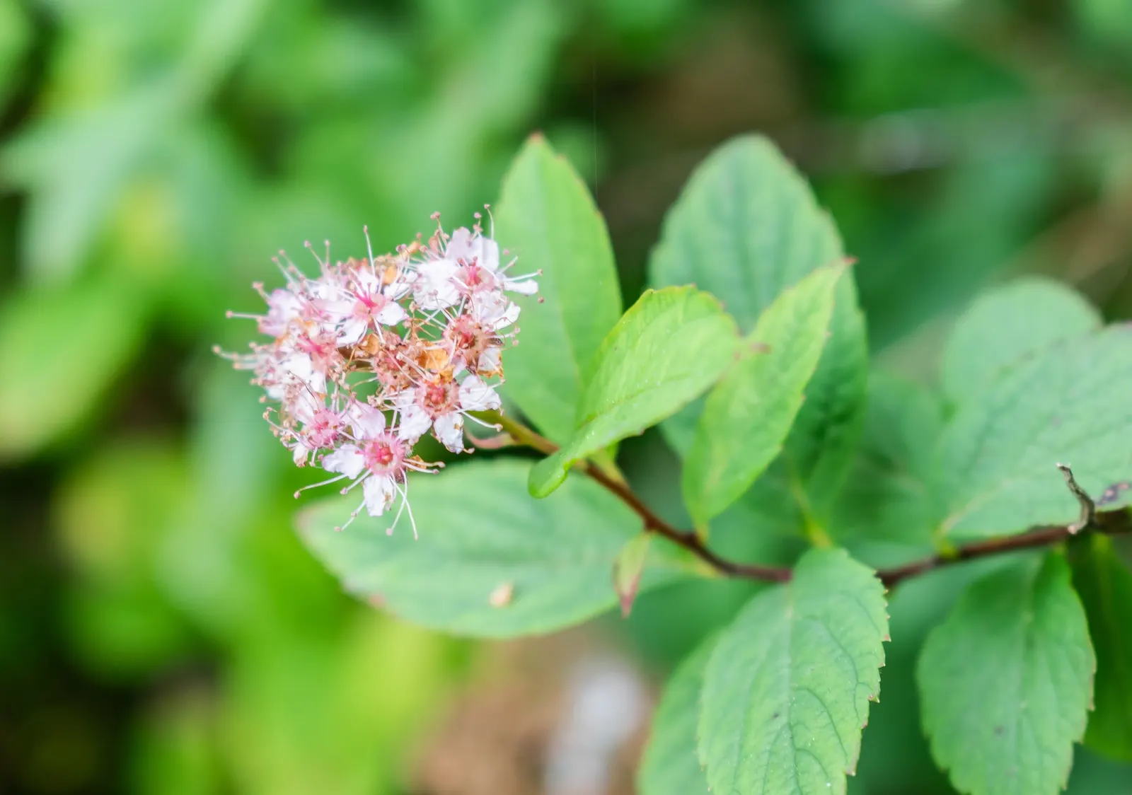 Pink Spirea (Spiraea Japonica) — Typically reaching 4 to 6 feet in height and spread; this low-maintenance shrub offers a splash of color and attracts