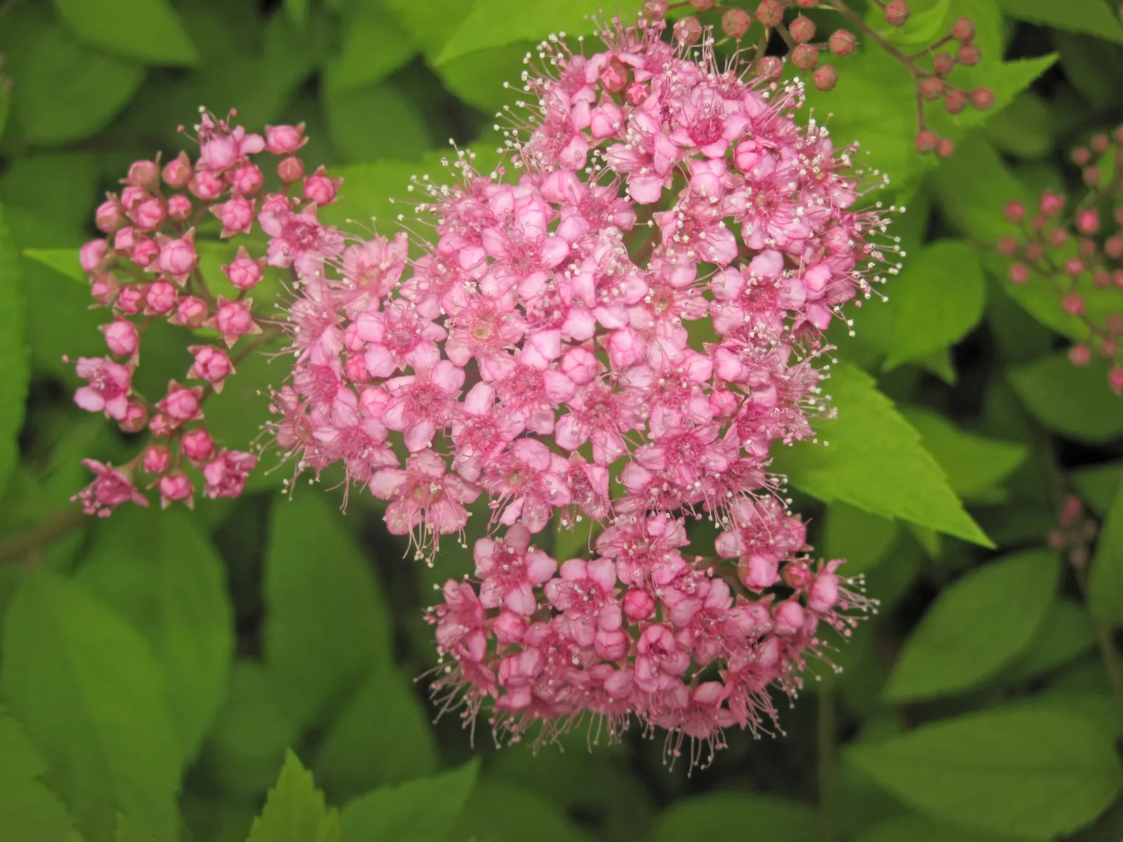 Pink Spirea (Spiraea Japonica) — it exhibits notable drought tolerance