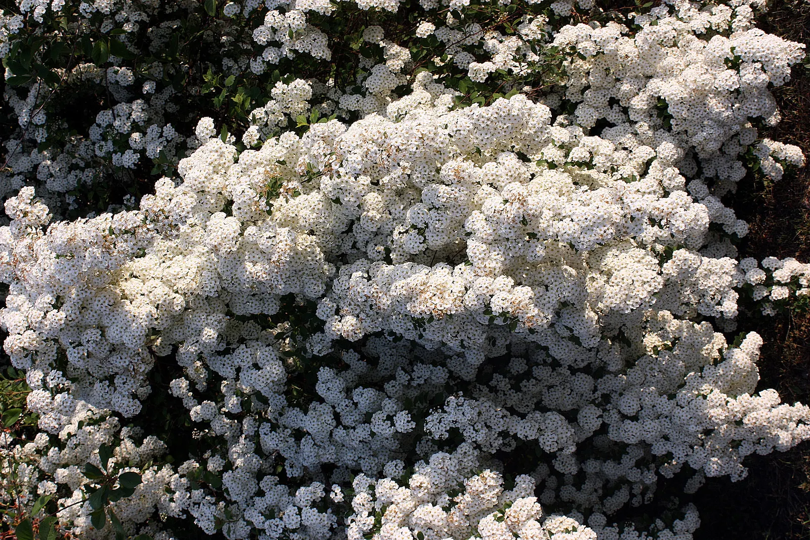 Pink Spirea (Spiraea Japonica) — approximately 1 to 3 inches long