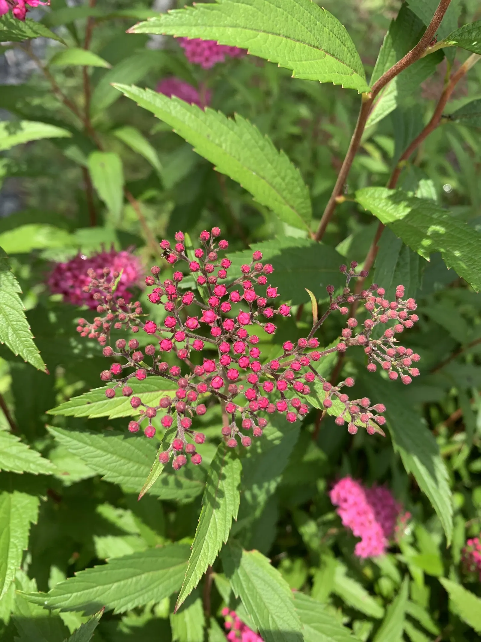 Pink Spirea (Spiraea Japonica) — it exhibits notable drought tolerance; ensuring a delightful contribution to the client's outdoor space, image 76