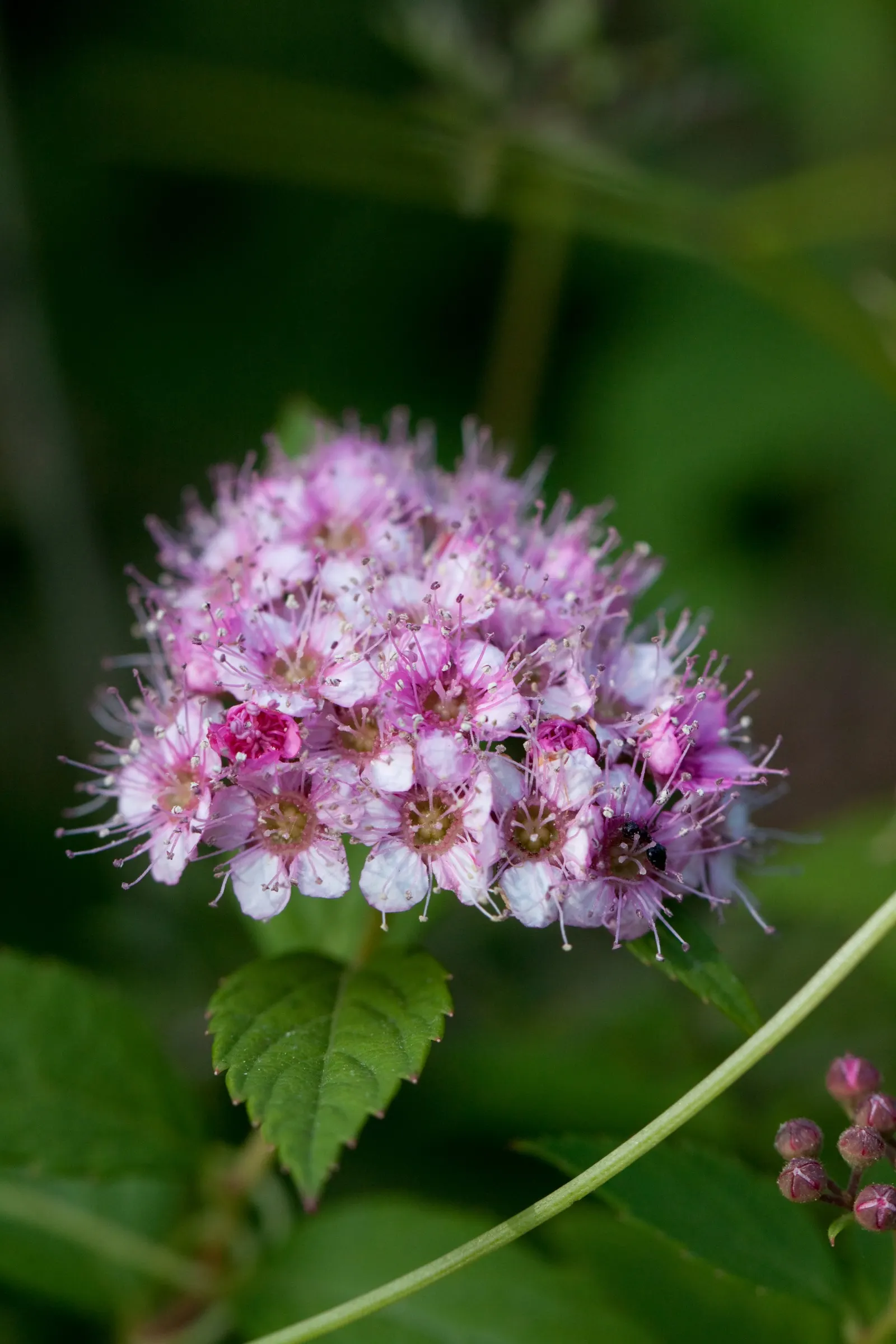 Pink Spirea (Spiraea Japonica) — These blossoms attract pollinators such as butterflies