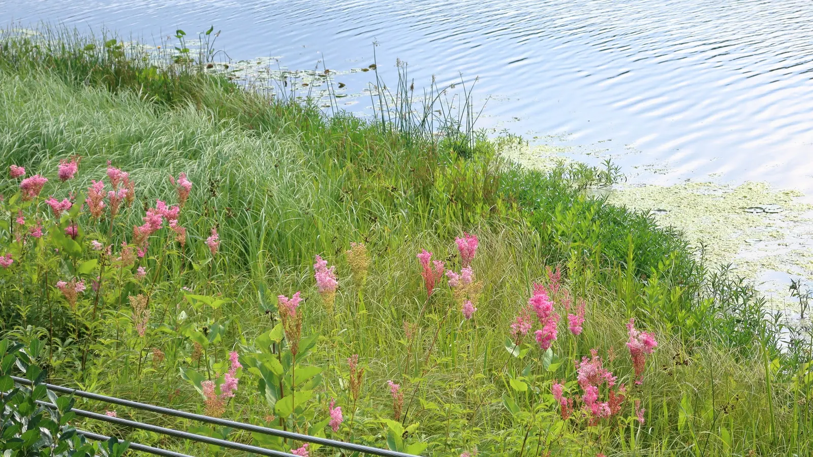Pink Spirea (Spiraea Japonica) — scientifically known as Spiraea japonica; this low-maintenance shrub offers a splash of color and attracts pollinators while