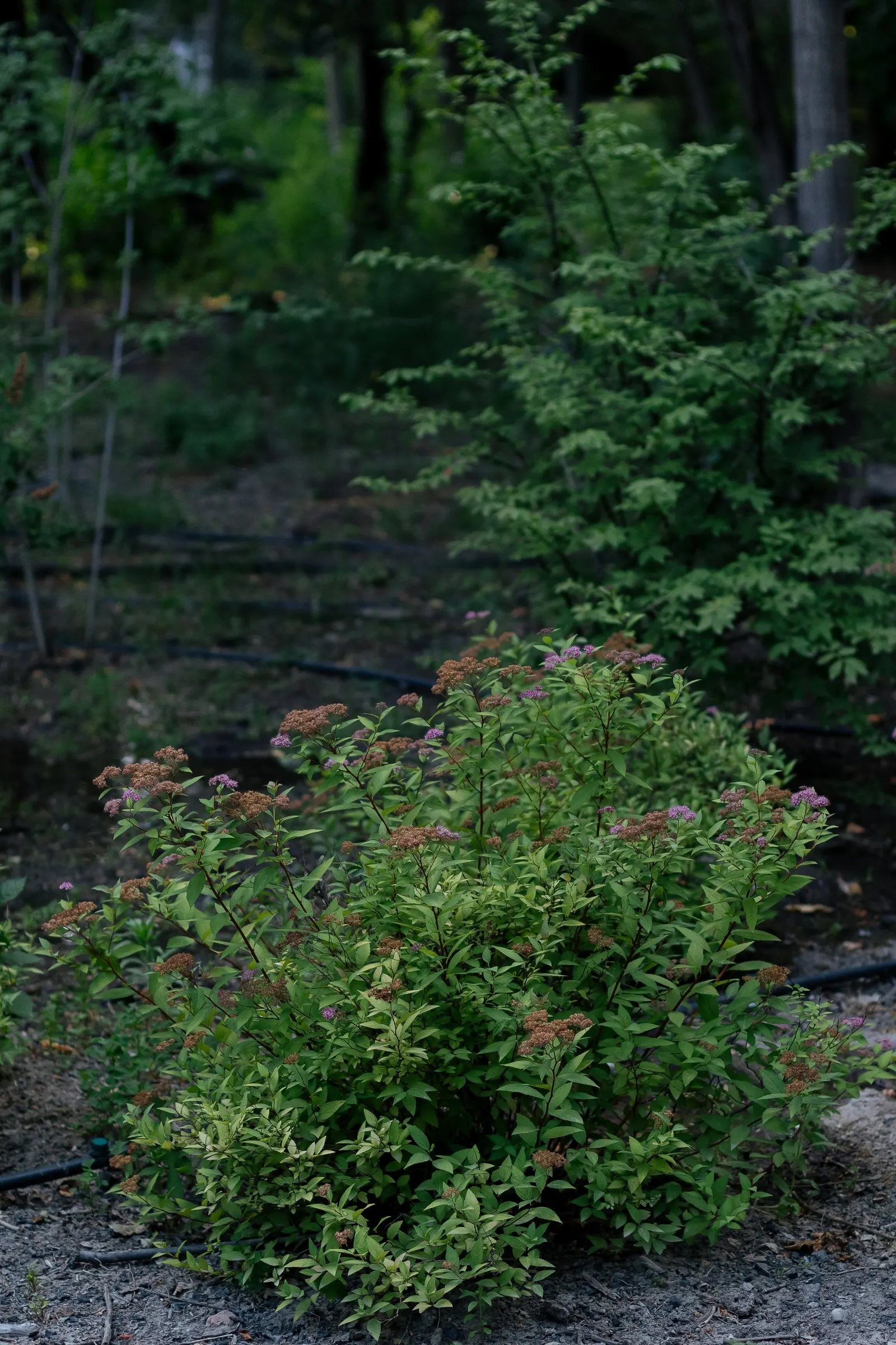 Pink Spirea (Spiraea Japonica) — it thrives in full sun to partial shade and requires well-drained soil; transitioning to a bright