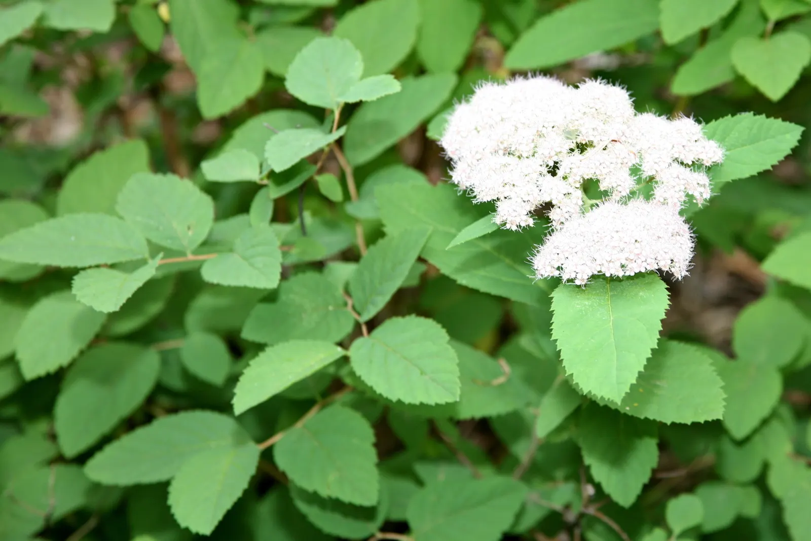 Pink Spirea (Spiraea Japonica) — enhancing the ecological value of the plant.<br><br>For optimal vigor and blooming; ensuring a delightful contribution to the