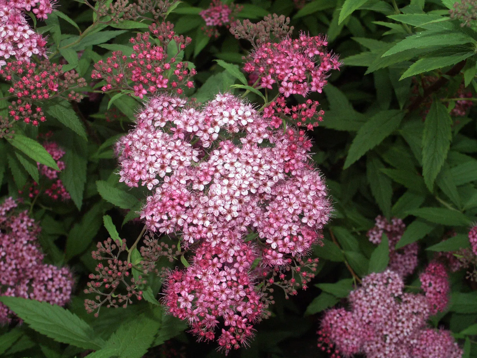 Pink Spirea (Spiraea Japonica) — though it can tolerate partial shade; transitioning to a bright