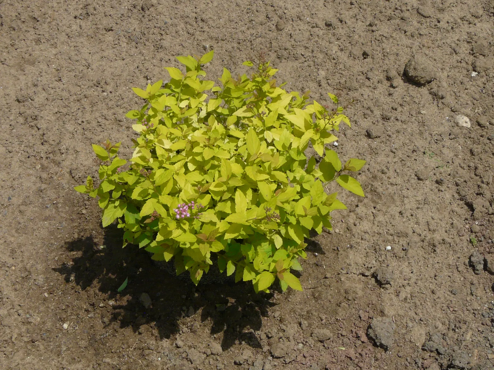Pink Spirea (Spiraea Japonica) — this plant is well-suited for USDA hardiness zones 4 through 8; though it can tolerate partial shade, image 63