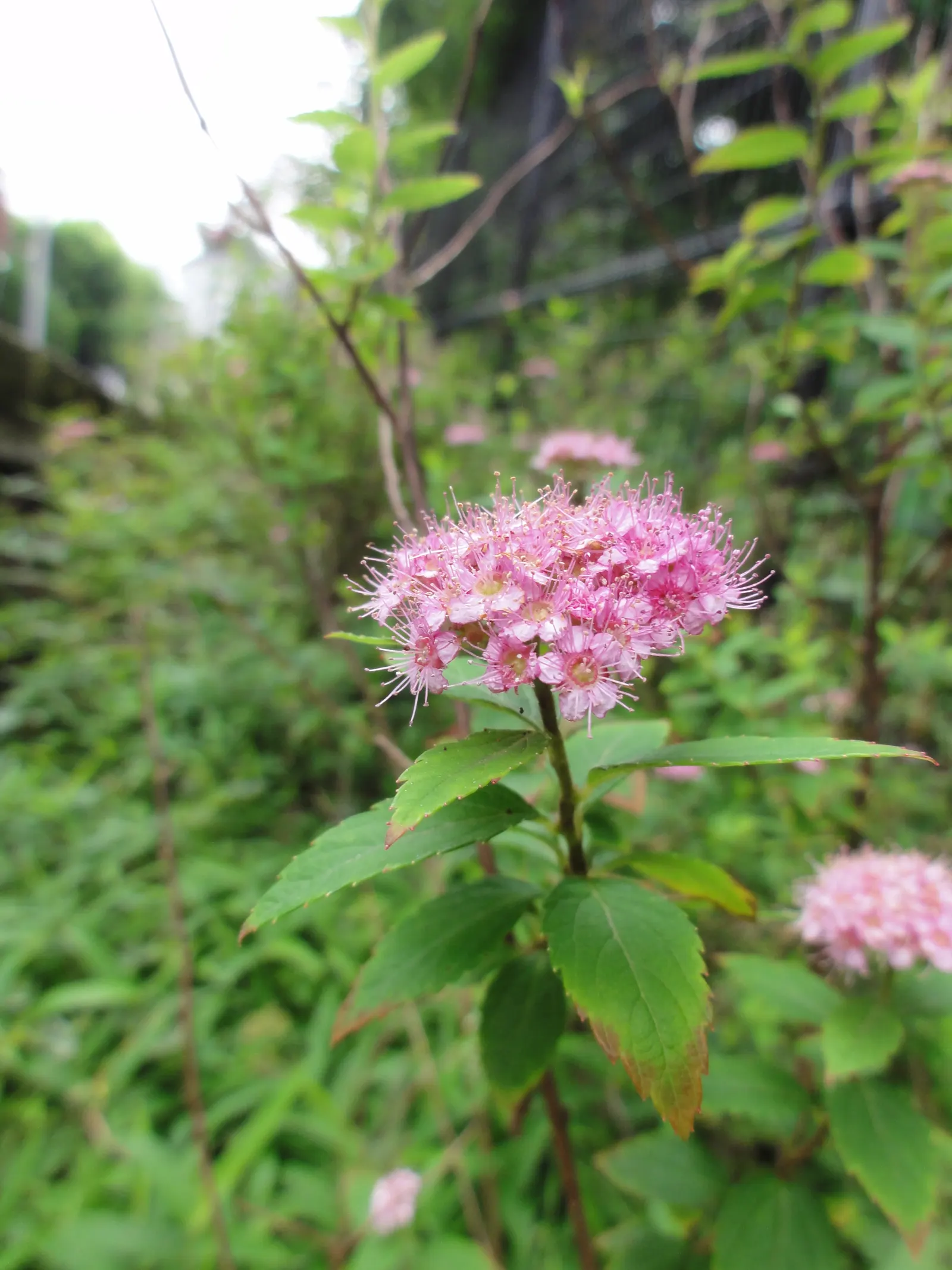 Pink Spirea (Spiraea Japonica) — enhancing the ecological value of the plant.<br><br>For optimal vigor and blooming