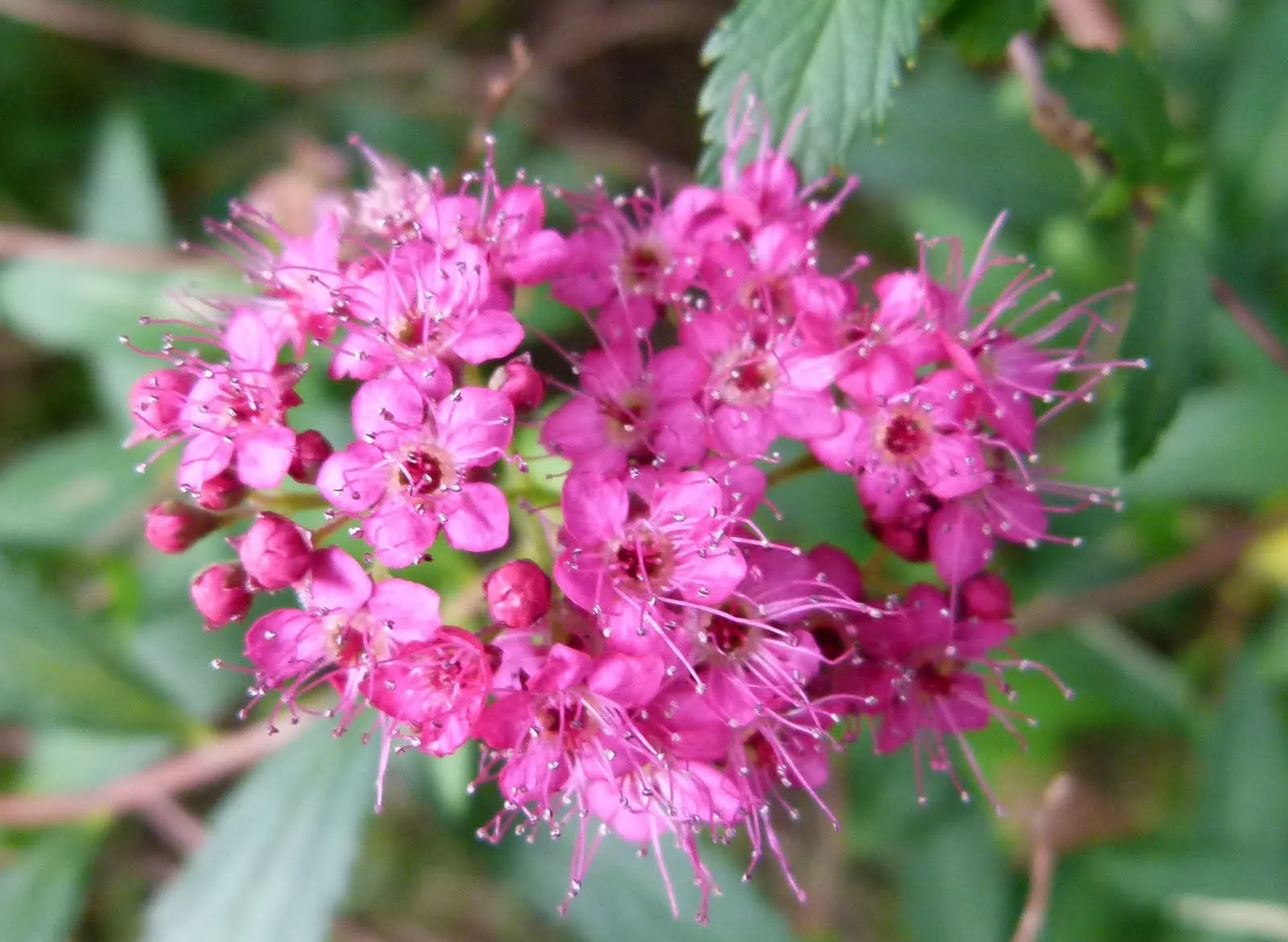Pink Spirea (Spiraea Japonica) — situate Pink Spirea in full sunlight; this low-maintenance shrub offers a splash of color and attracts pollinators, image 73