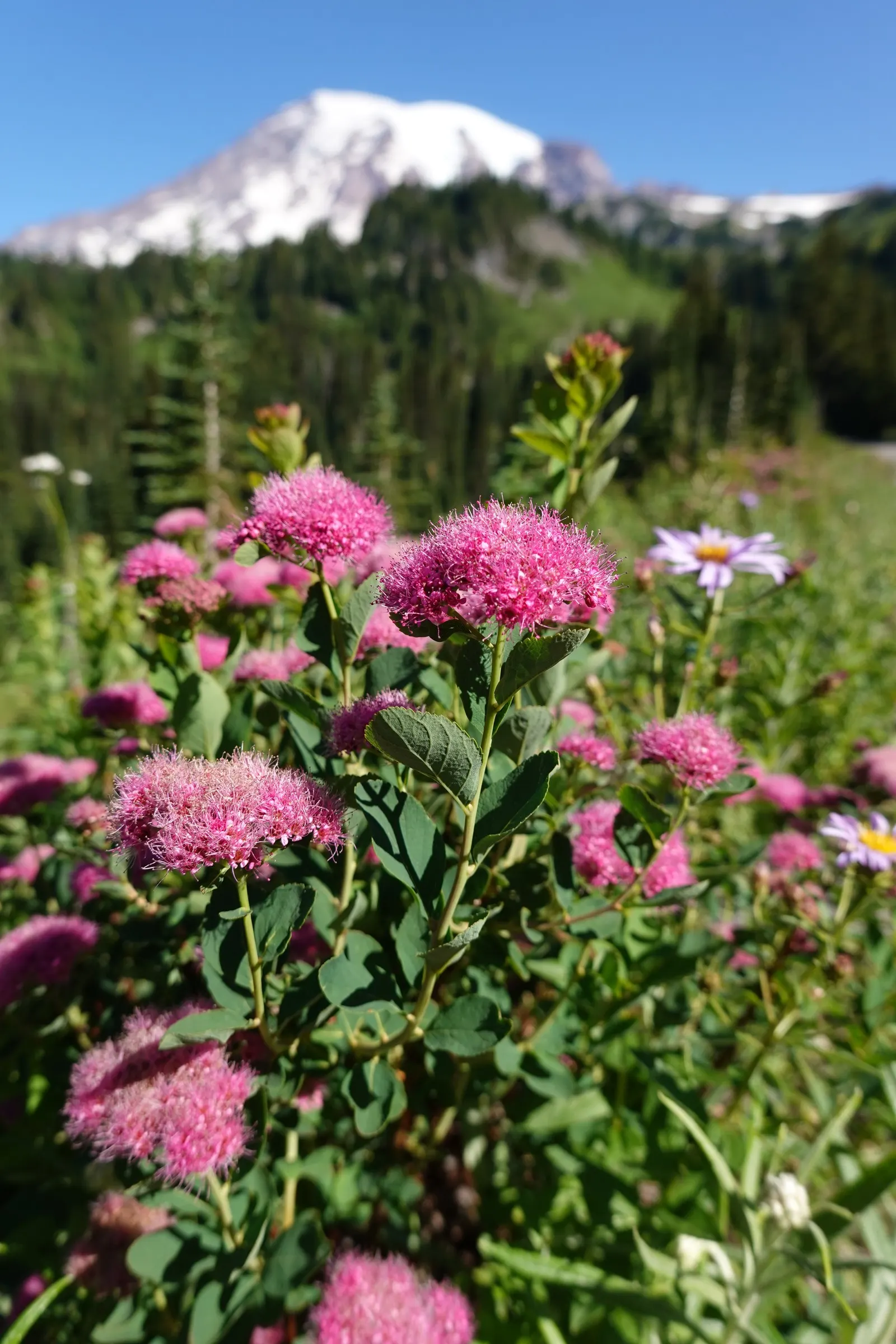 Pink Spirea (Spiraea Japonica) — lively green as the season progresses; ensuring a delightful contribution to the client's outdoor space, image 68