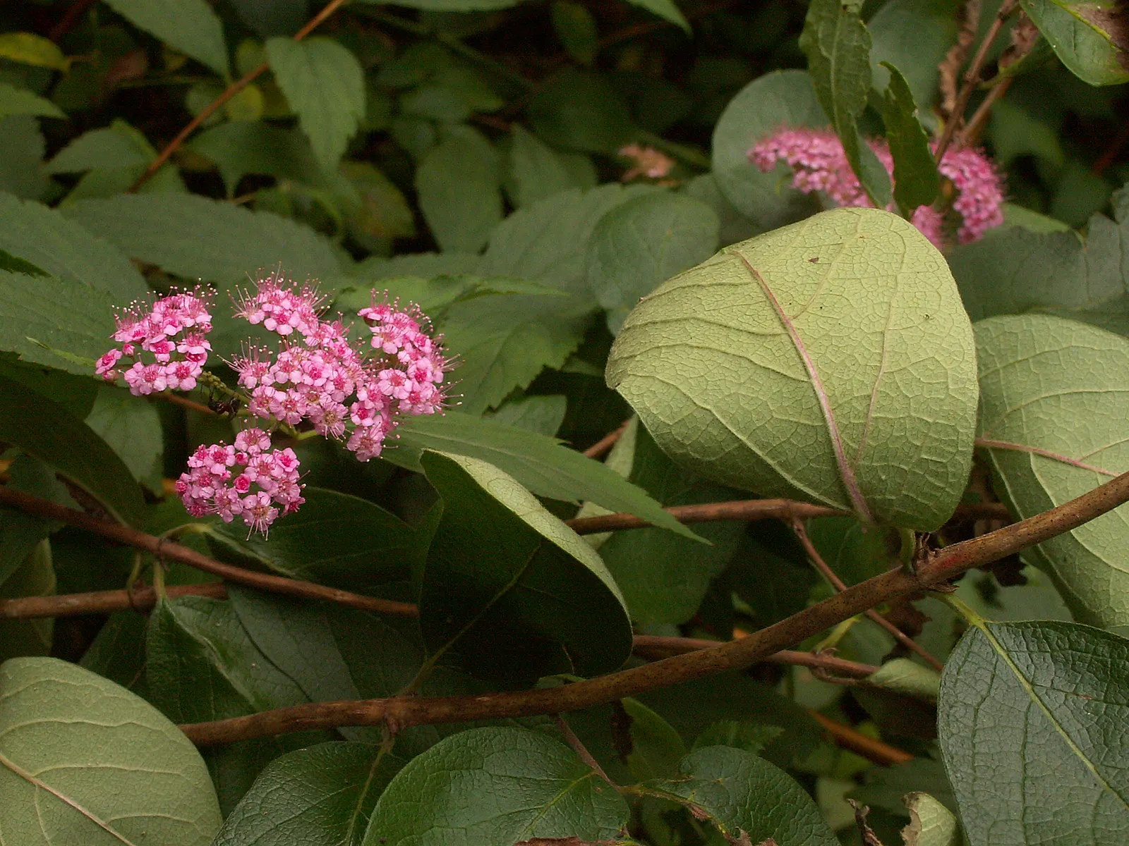 Pink Spirea (Spiraea Japonica) — Originating from Japan and China
