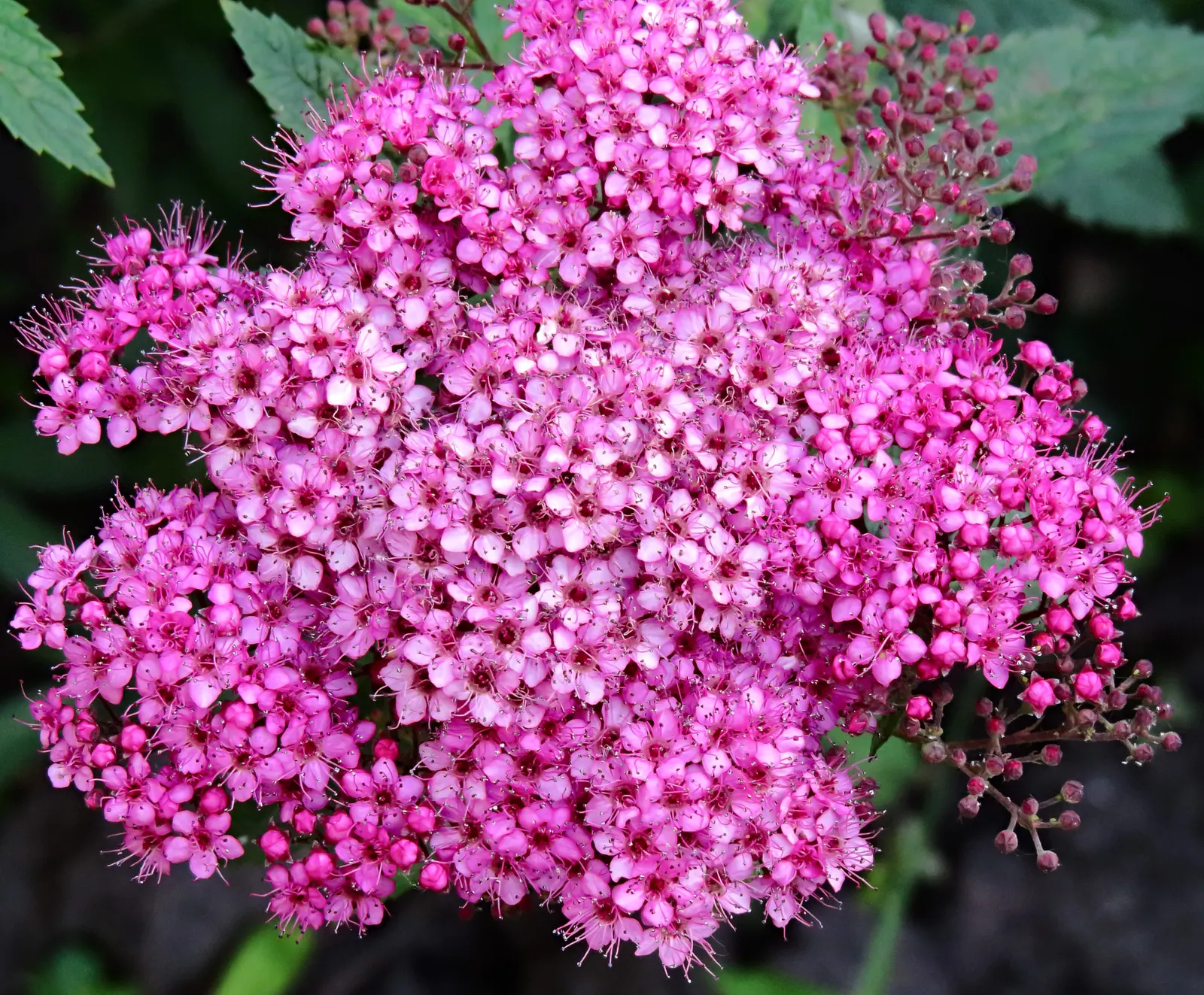 Pink Spirea (Spiraea Japonica) — pink flowers in the garden