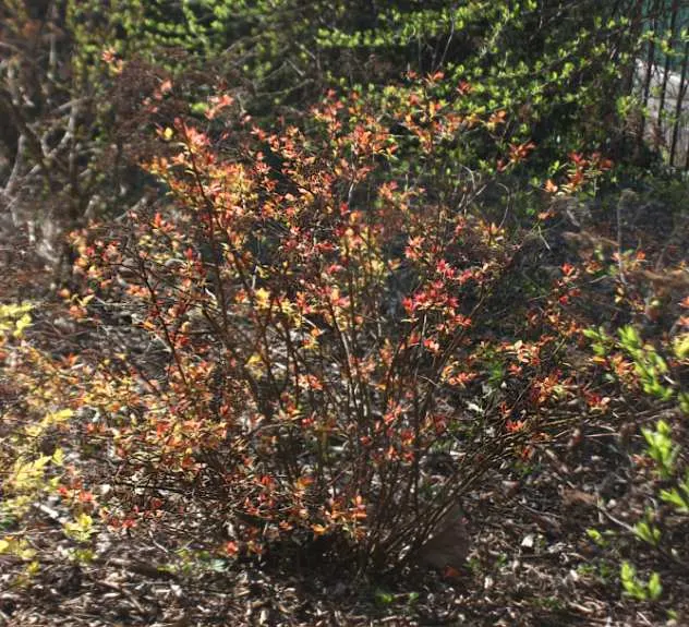 Pink Spirea (Spiraea Japonica) — pink flowers in the garden; transitioning to a bright