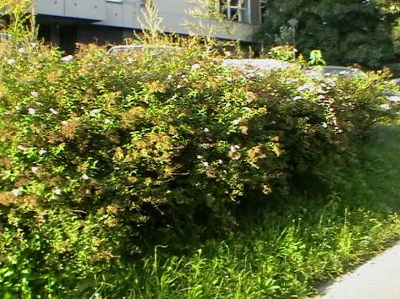 Pink Spirea (Spiraea Japonica) — Typically reaching 4 to 6 feet in height and spread
