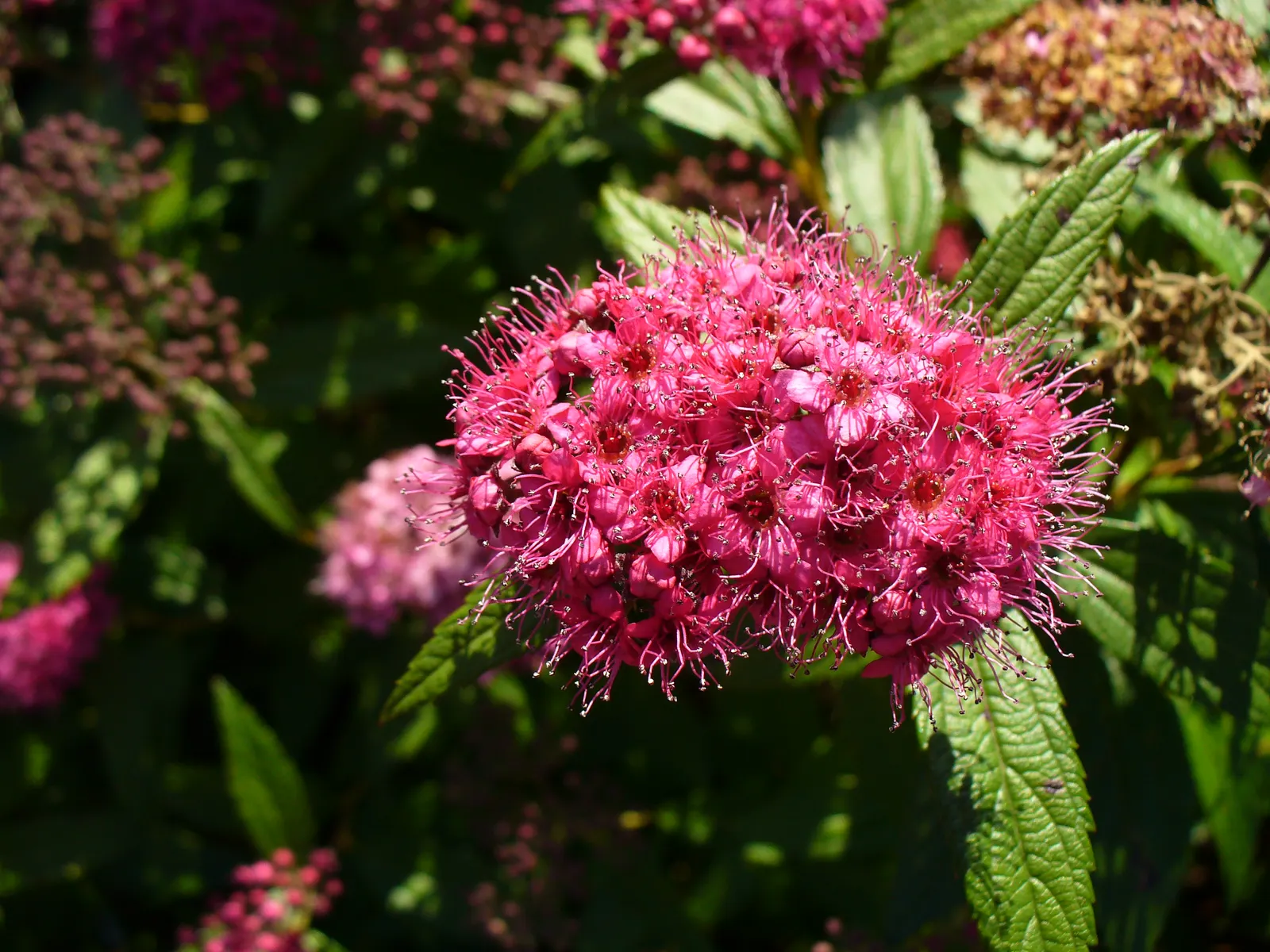 Pink Spirea (Spiraea Japonica) — it thrives in full sun to partial shade and requires well-drained soil; transitioning to a bright, image 58