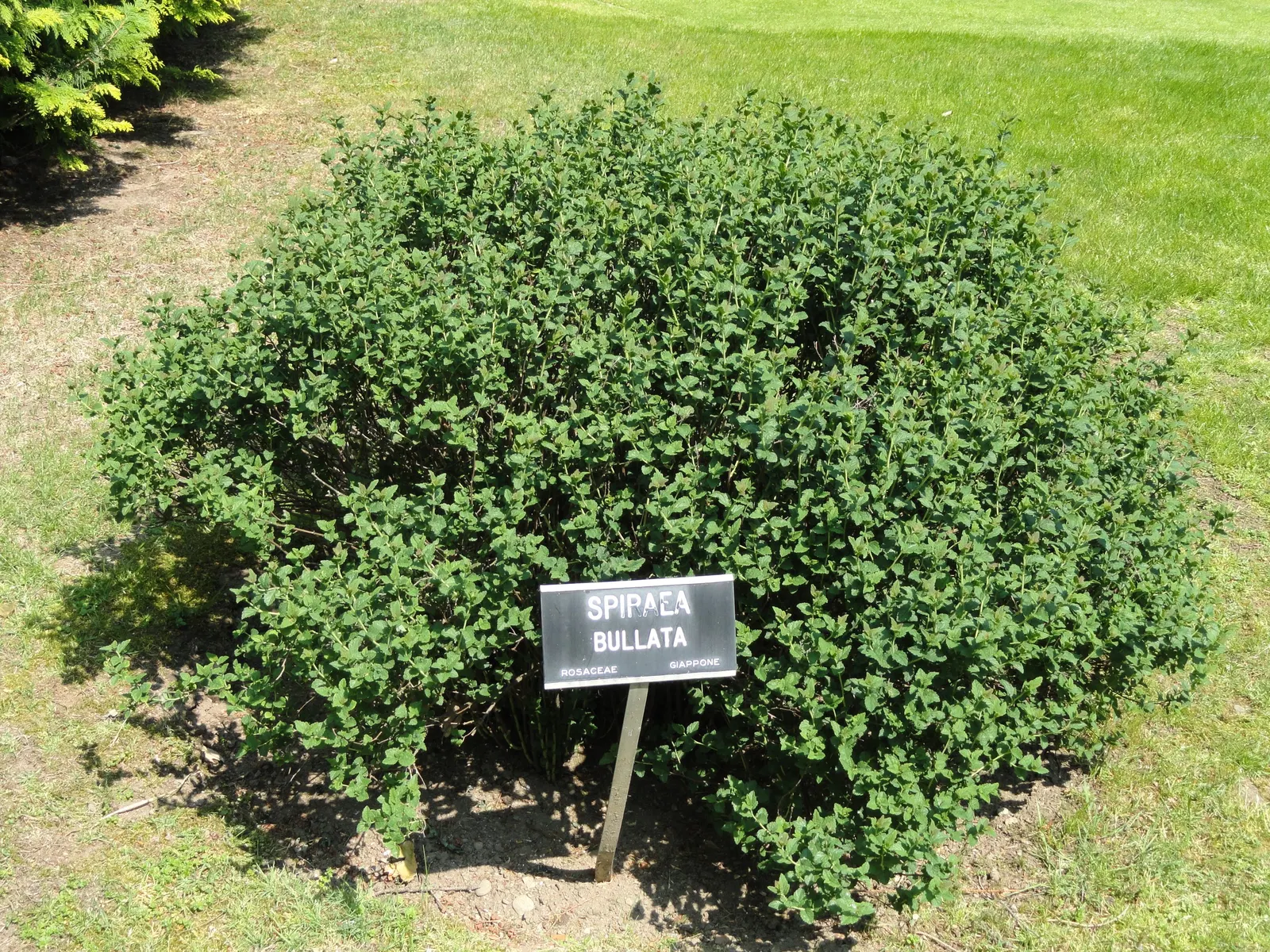 Pink Spirea (Spiraea Japonica) — Annual pruning will maintain a neat appearance and encourage prolific flowering