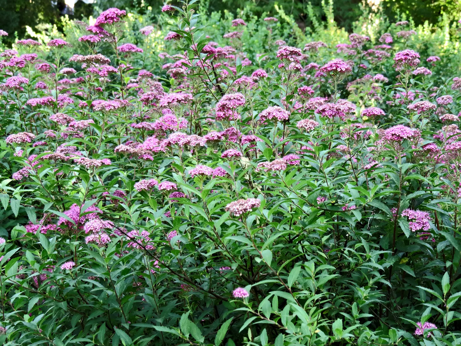 Pink Spirea (Spiraea Japonica) — scientifically known as Spiraea japonica