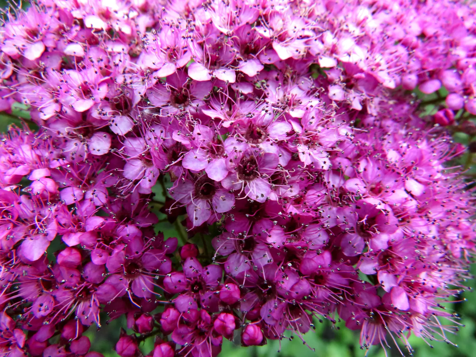 Pink Spirea (Spiraea Japonica) — each measuring up to a third of an inch across; transitioning to a bright