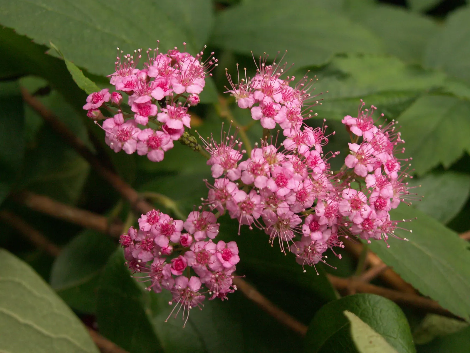 Pink Spirea (Spiraea Japonica) — making it a low-maintenance option for busy gardeners