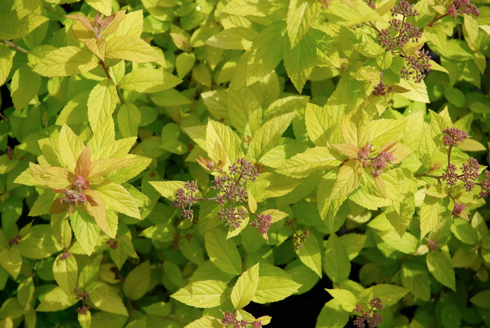 Pink Spirea (Spiraea Japonica) — When integrating Spiraea japonica into a garden design; though it can tolerate partial shade