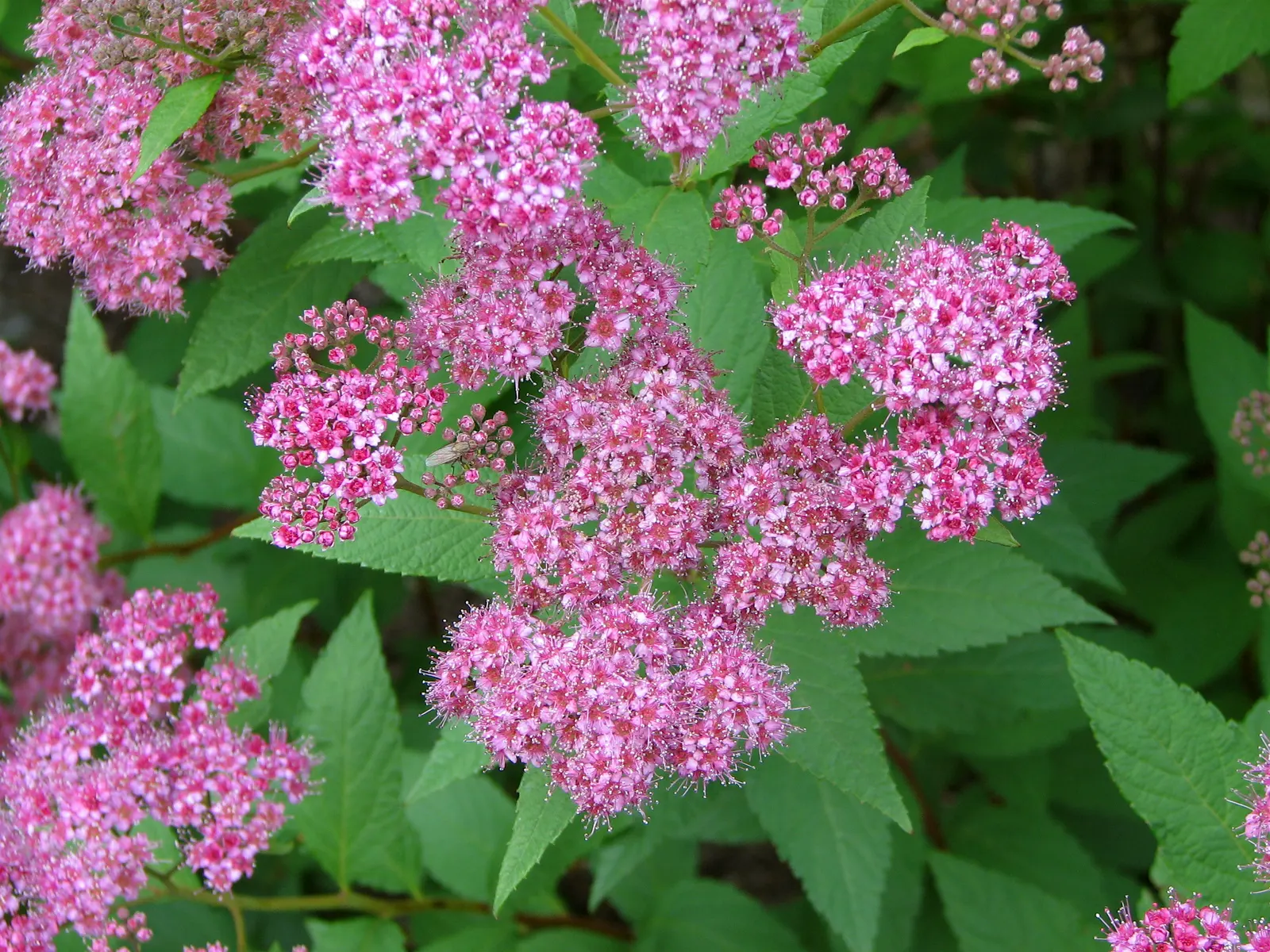 Pink Spirea (Spiraea Japonica) — Annual pruning will maintain a neat appearance and encourage prolific flowering; transitioning to a bright, image 78