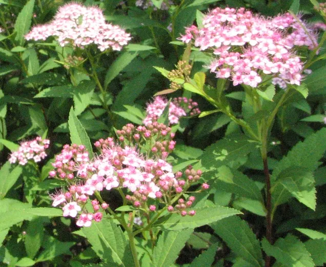 Pink Spirea (Spiraea Japonica) — Ideal for borders and foundation plantings; though it can tolerate partial shade, image 87